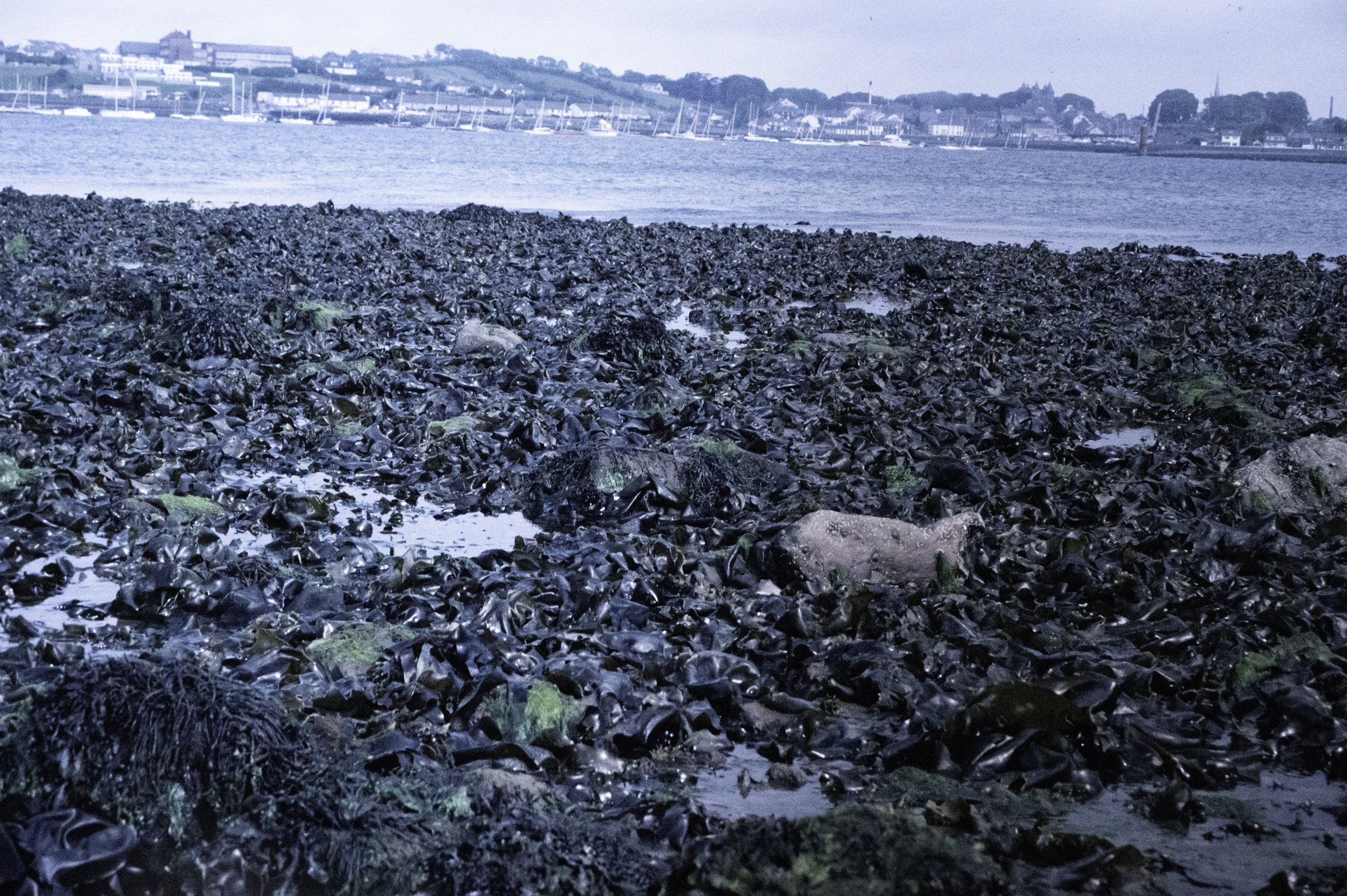 . Site: Green Island, Strangford Lough. 