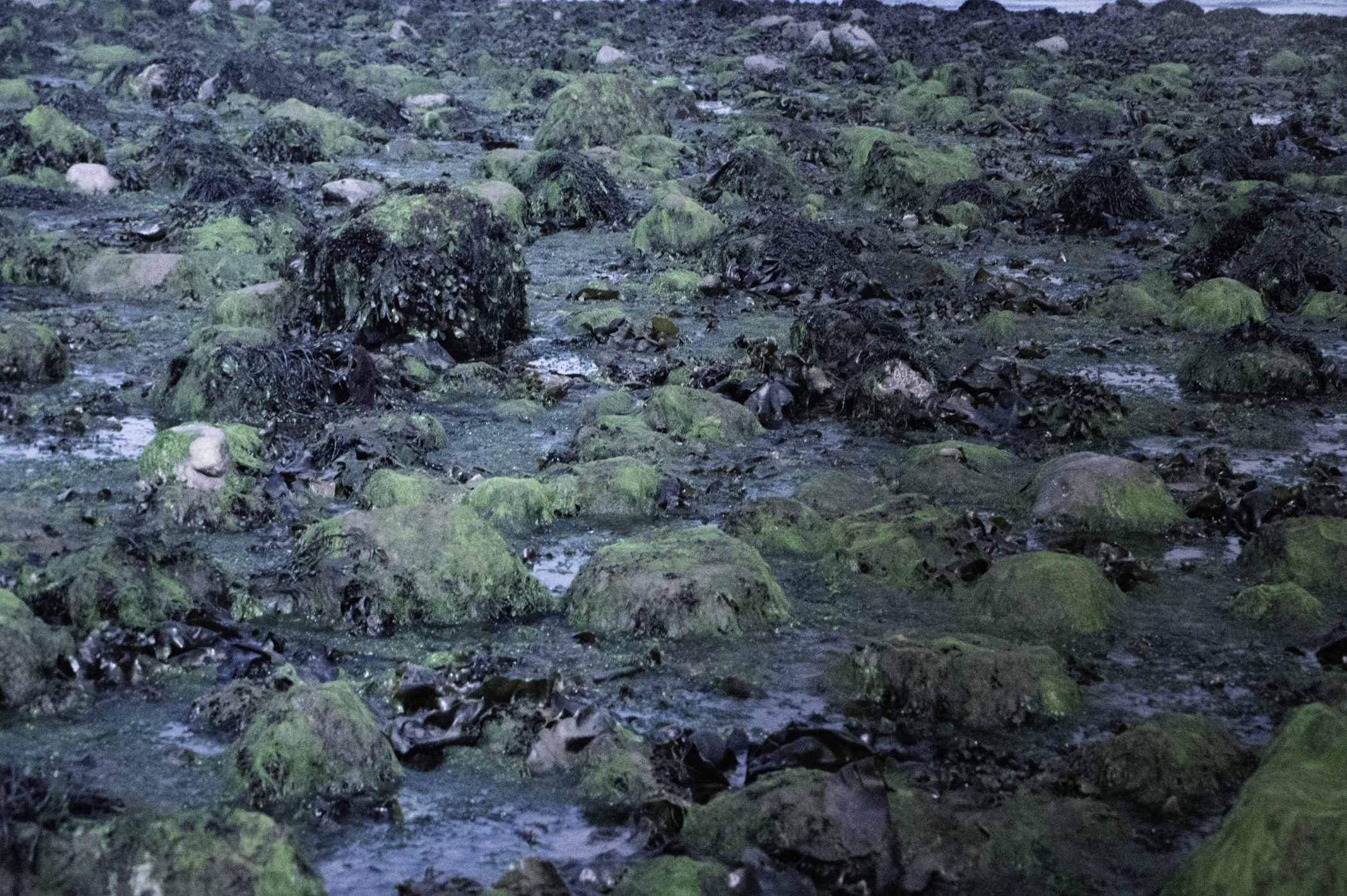 . Site: Green Island, Strangford Lough. 