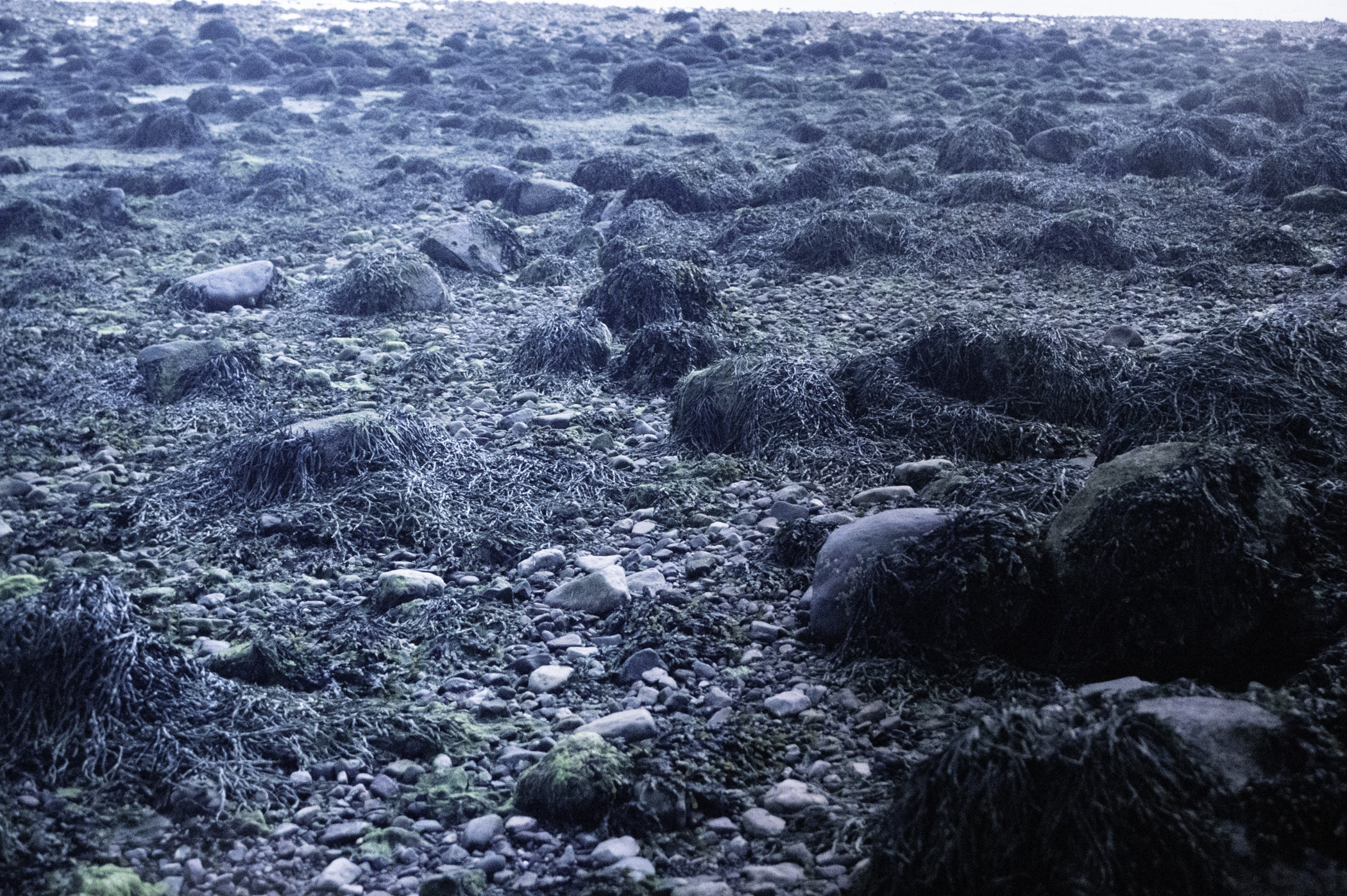 . Site: Green Island, Strangford Lough. 