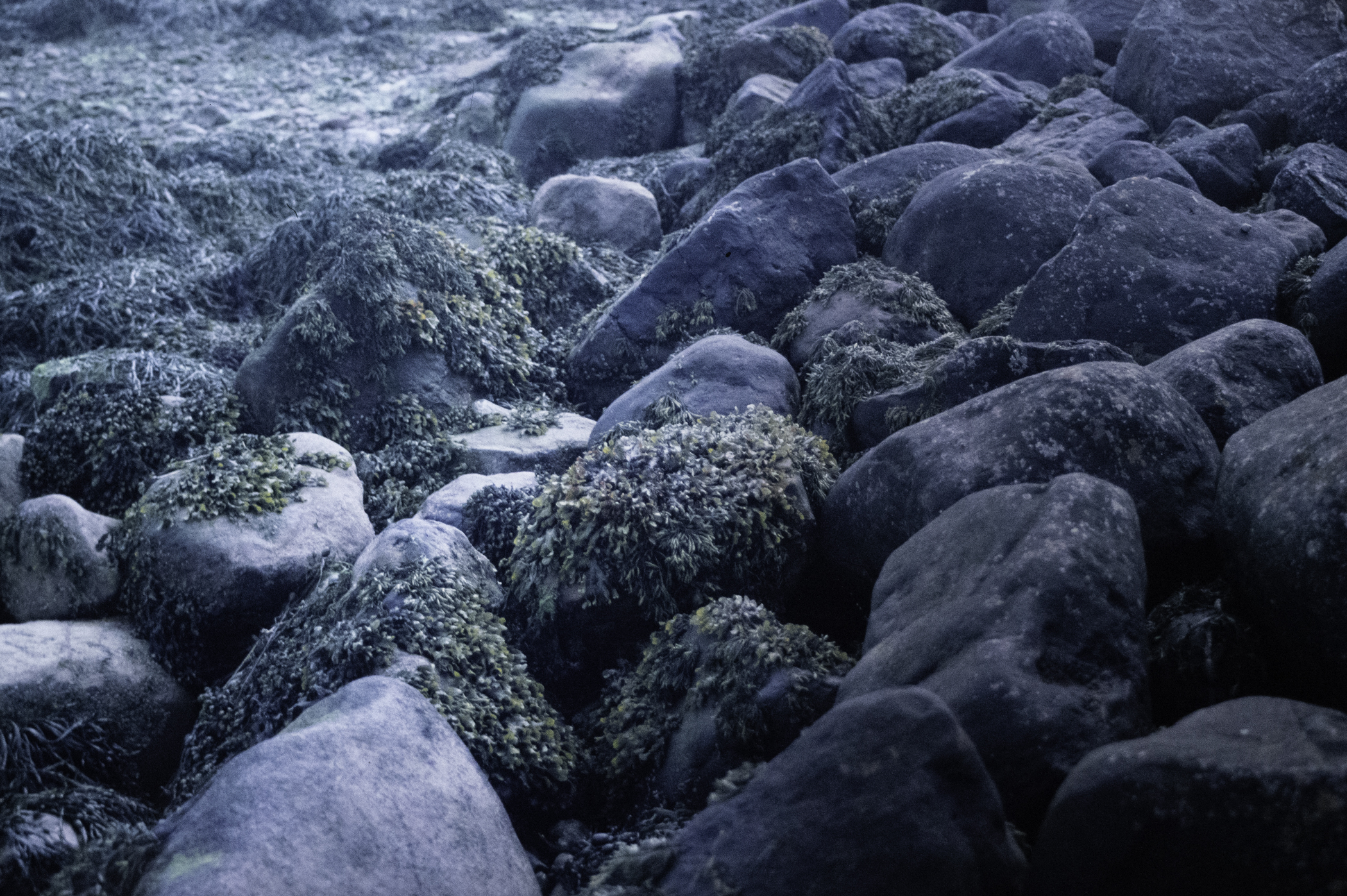 . Site: Green Island, Strangford Lough. 