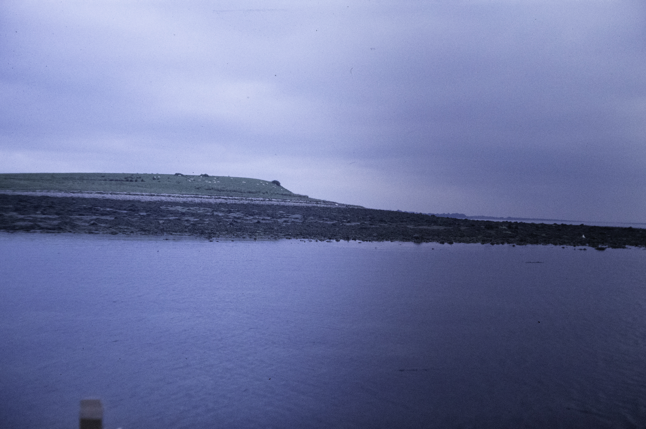 . Site: Green Island, Strangford Lough. 