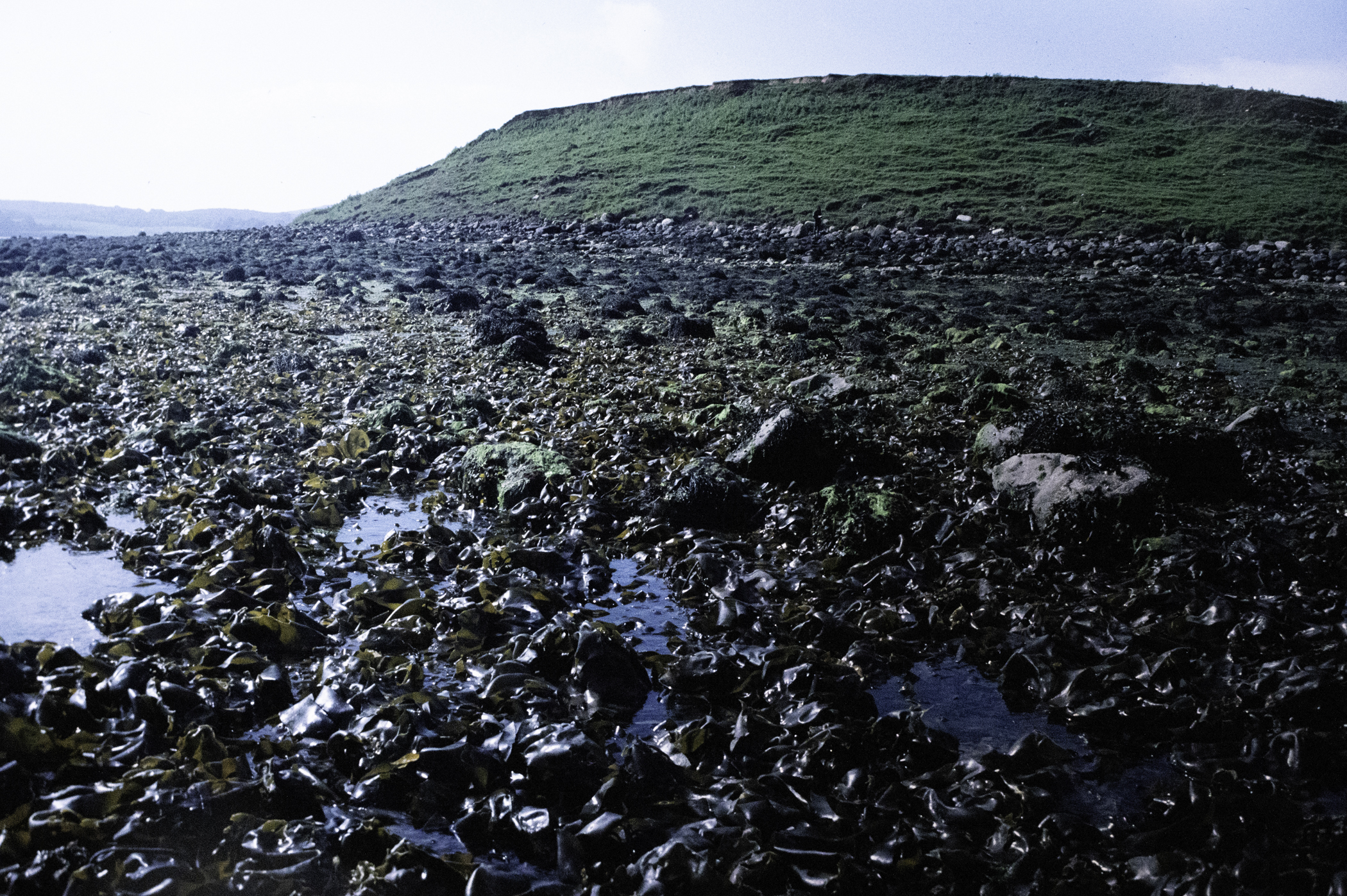 . Site: Green Island, Strangford Lough. 