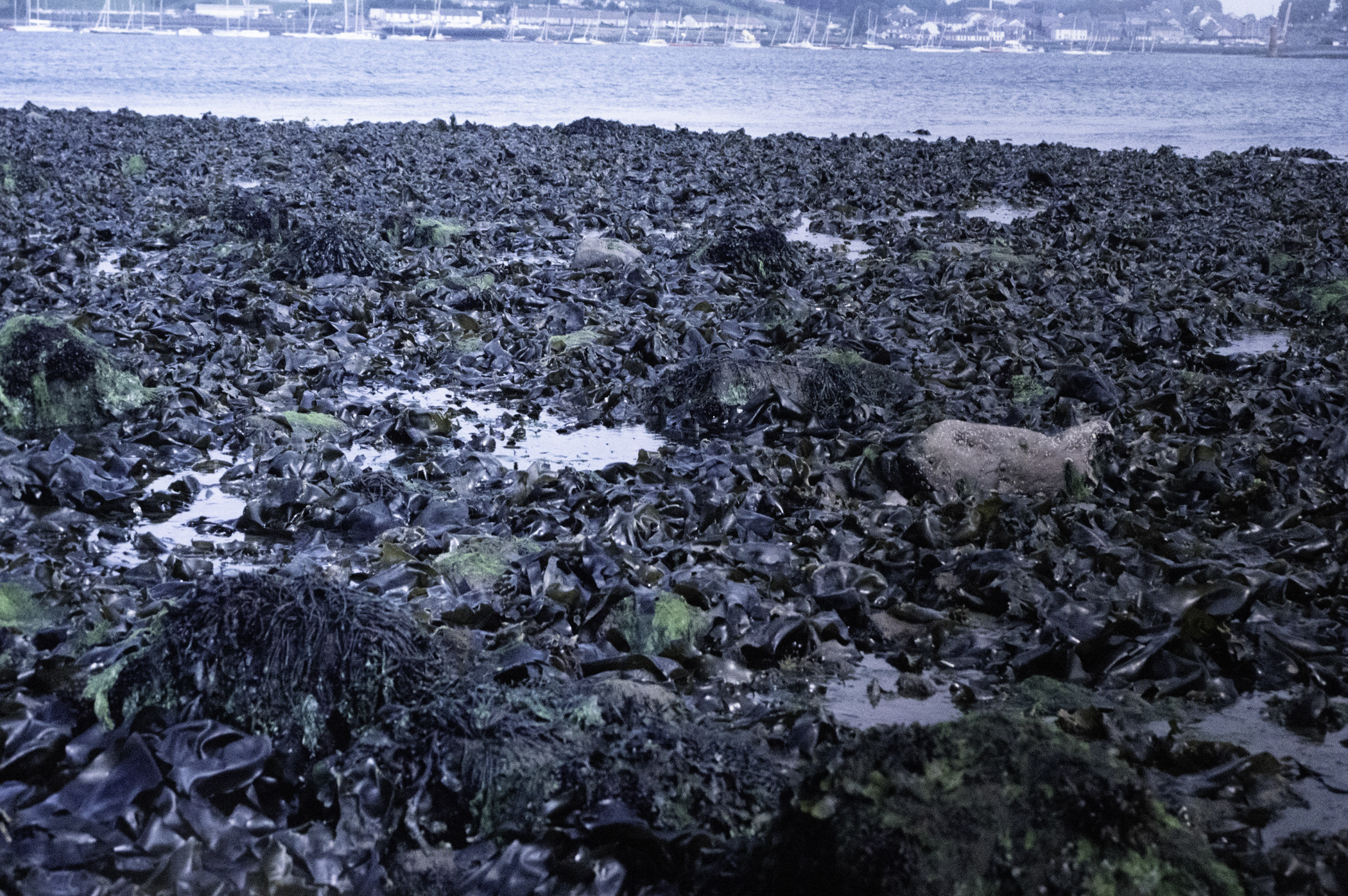 . Site: Green Island, Strangford Lough. 