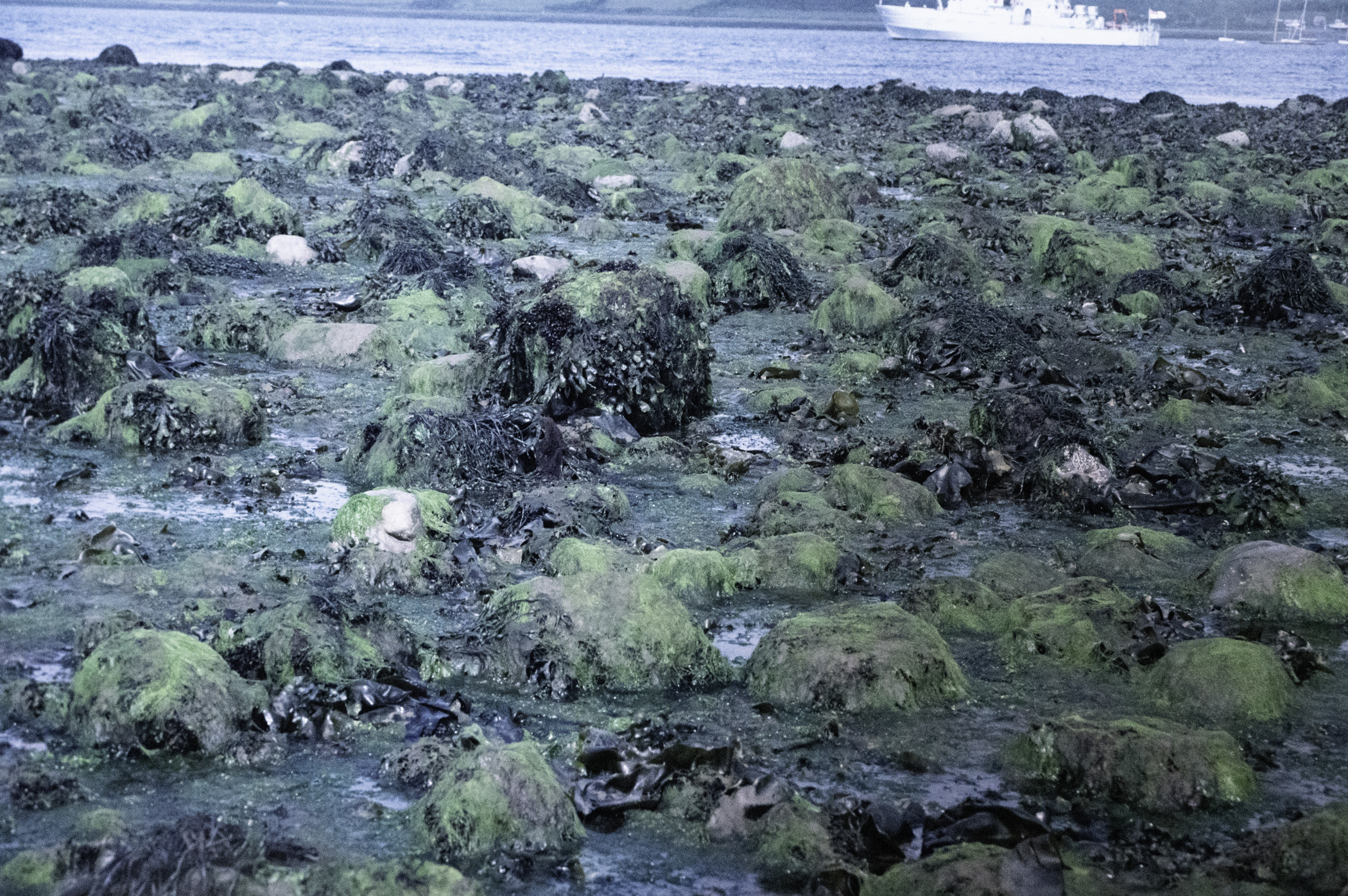 . Site: Green Island, Strangford Lough. 