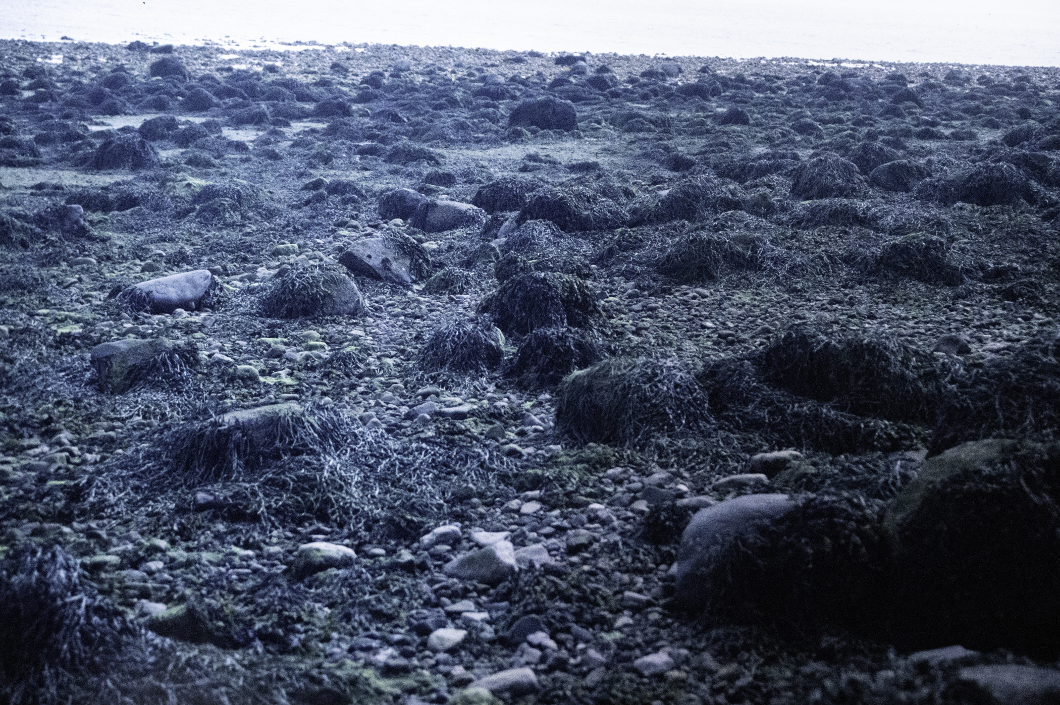 . Site: Green Island, Strangford Lough. 