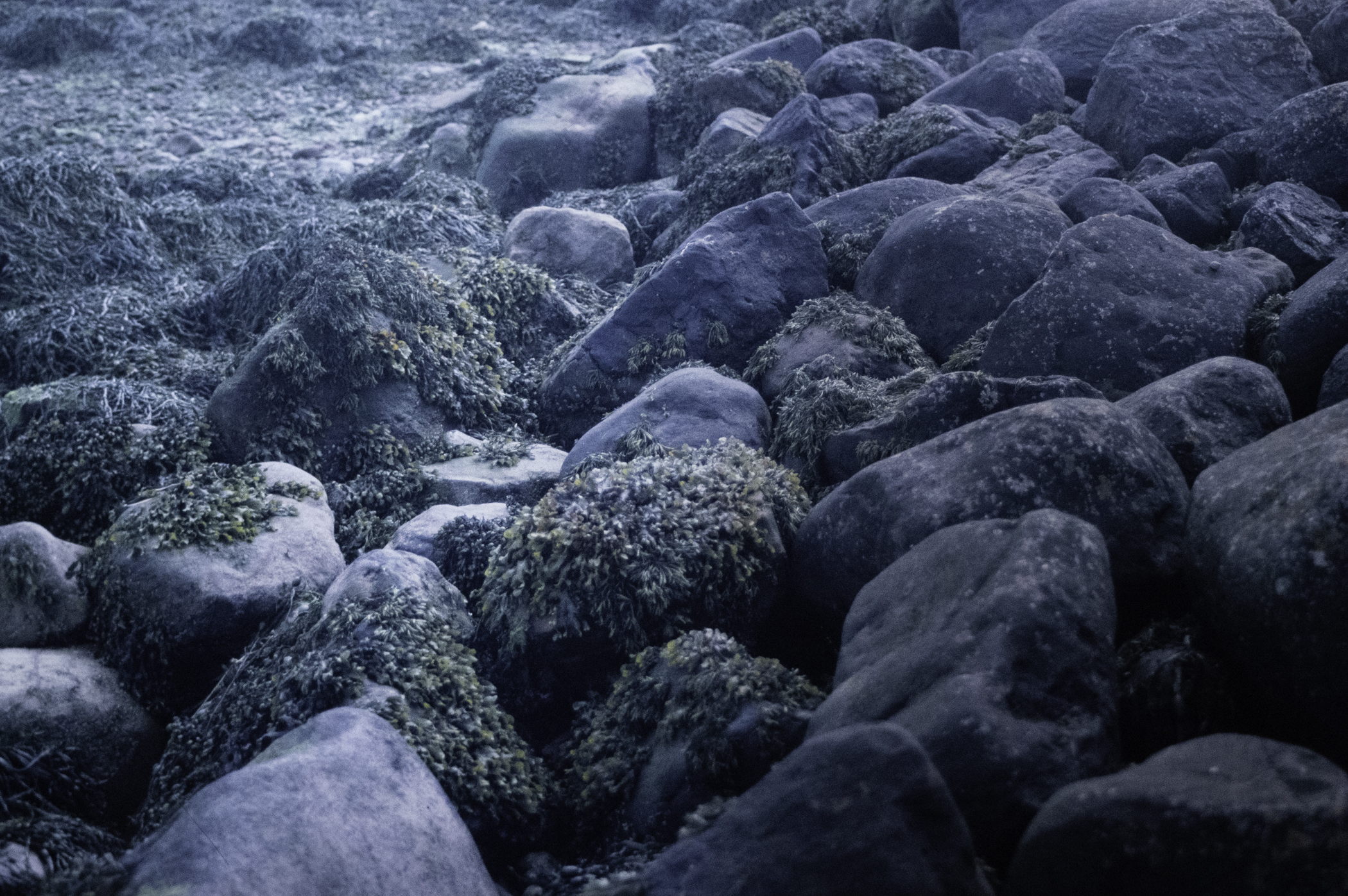 . Site: Green Island, Strangford Lough. 