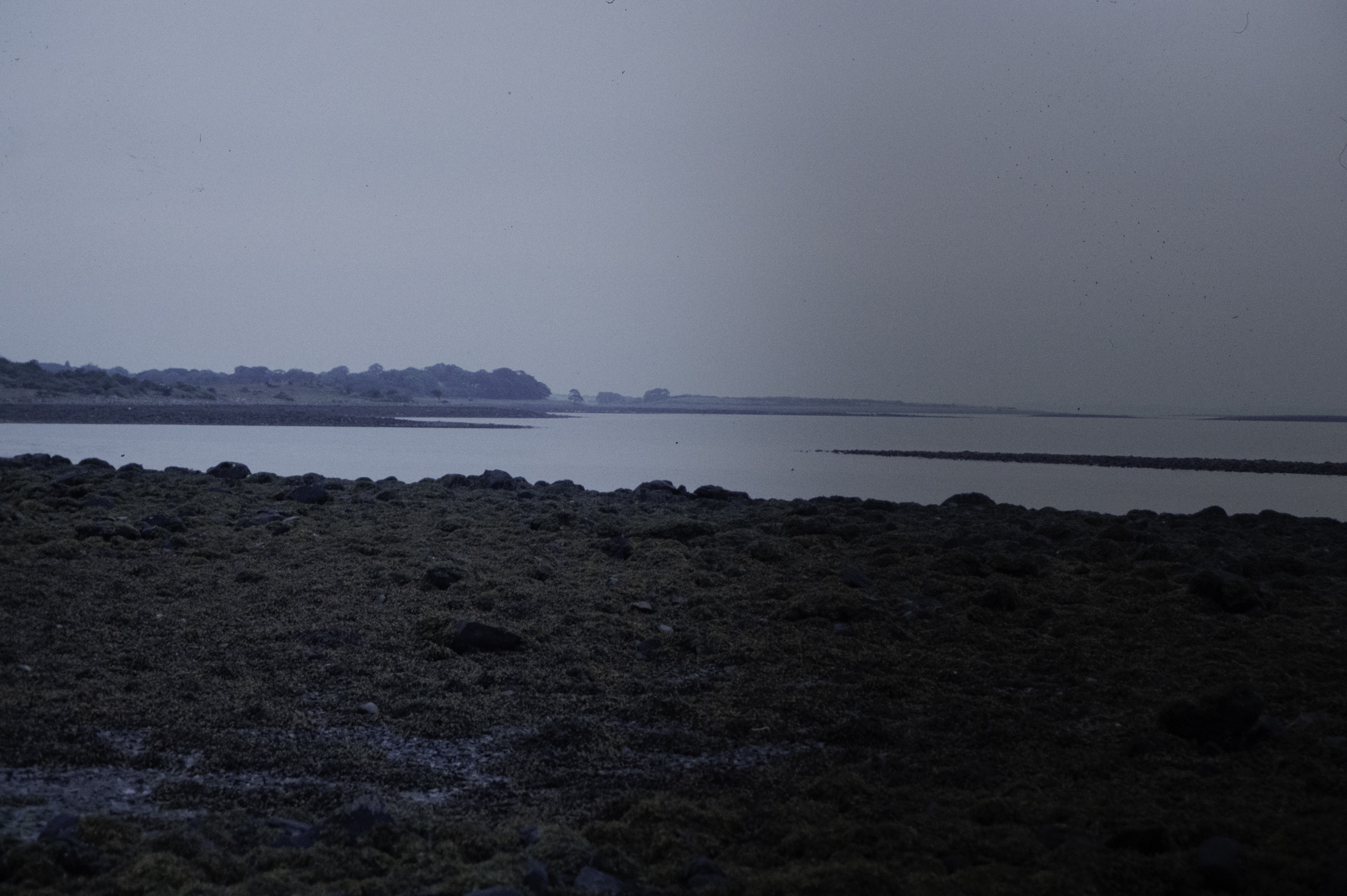 . Site: Taggart Island, Strangford Lough. 