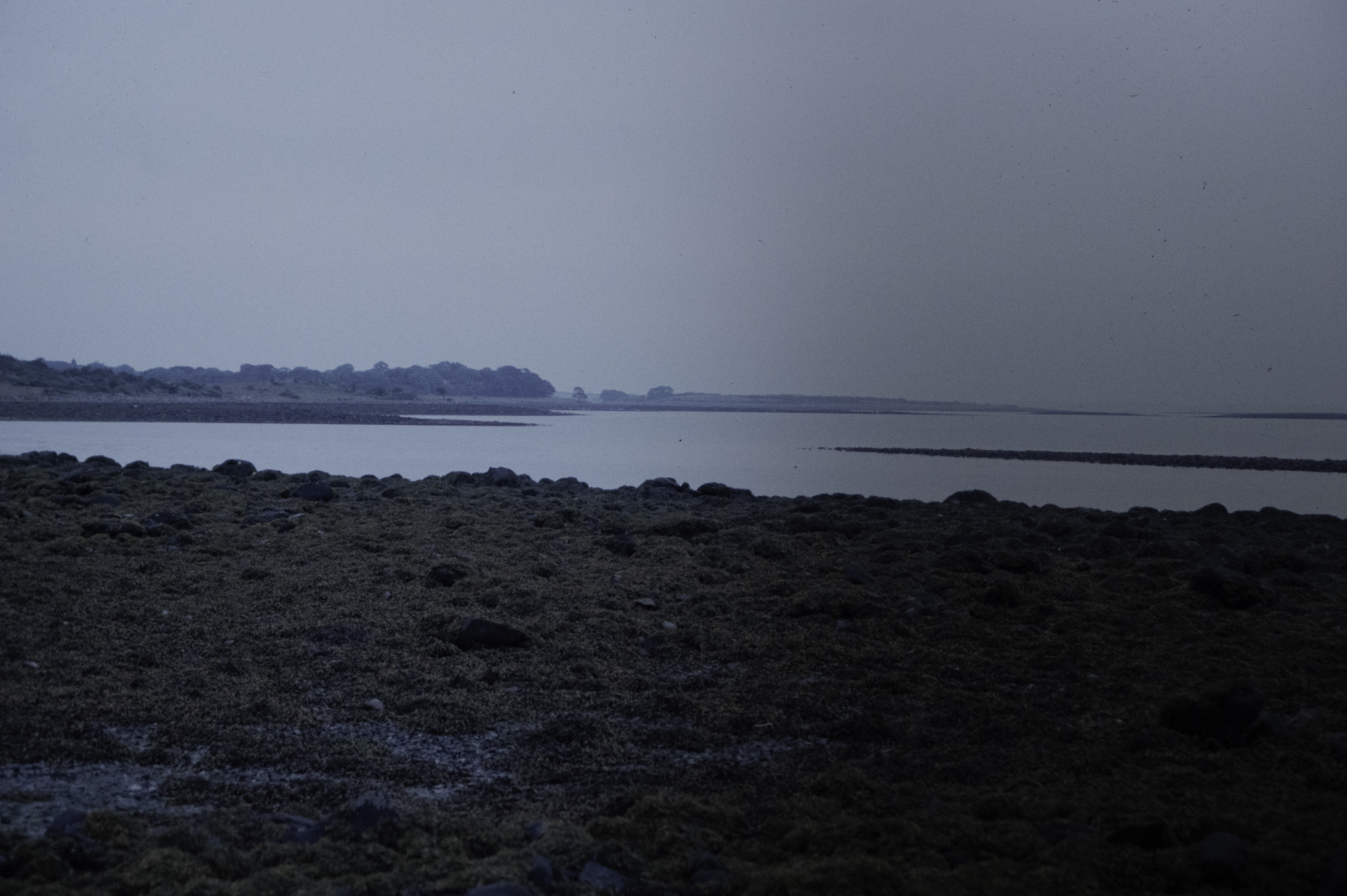 . Site: Taggart Island, Strangford Lough. 