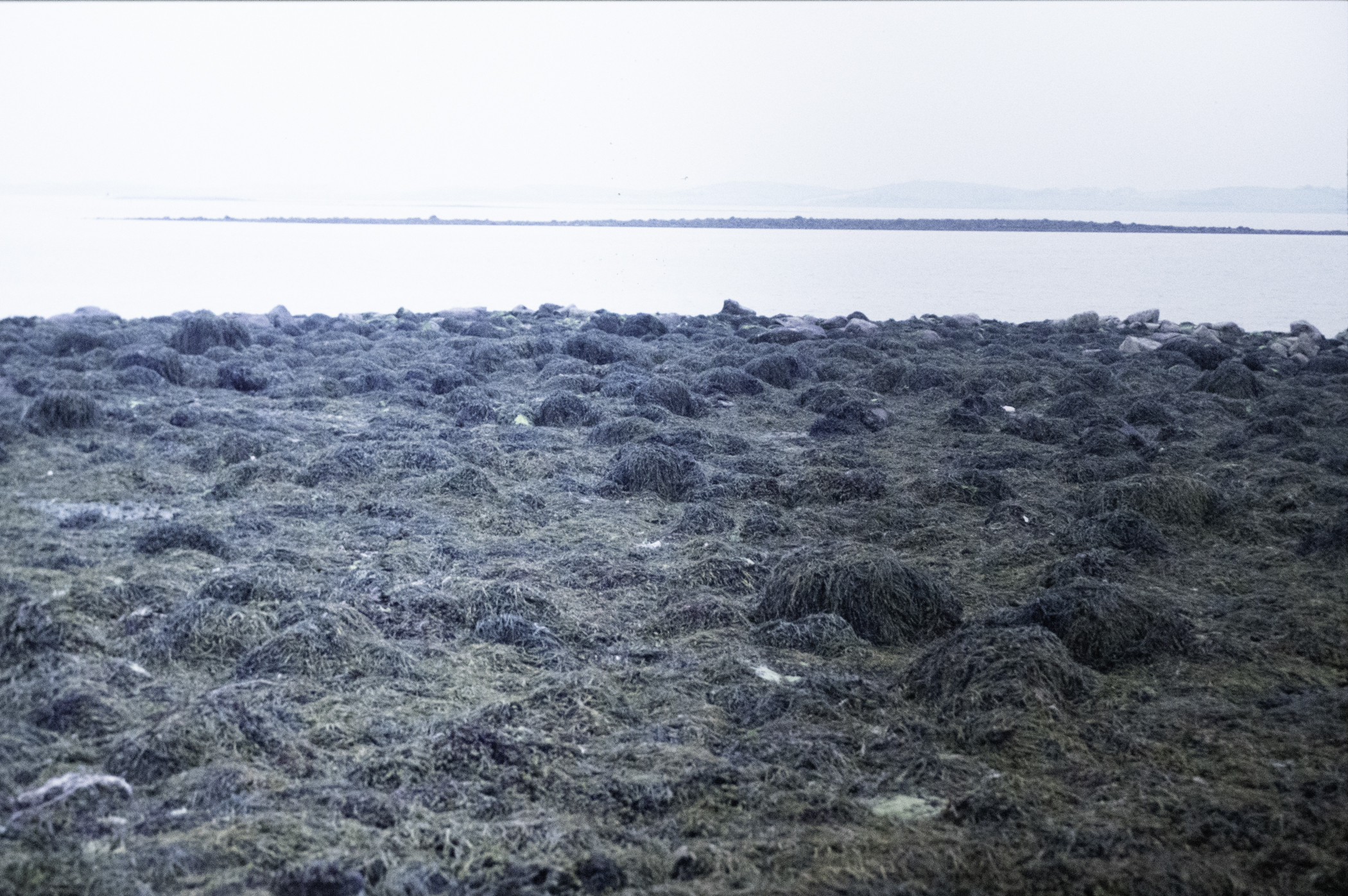 . Site: Taggart Island, Strangford Lough. 