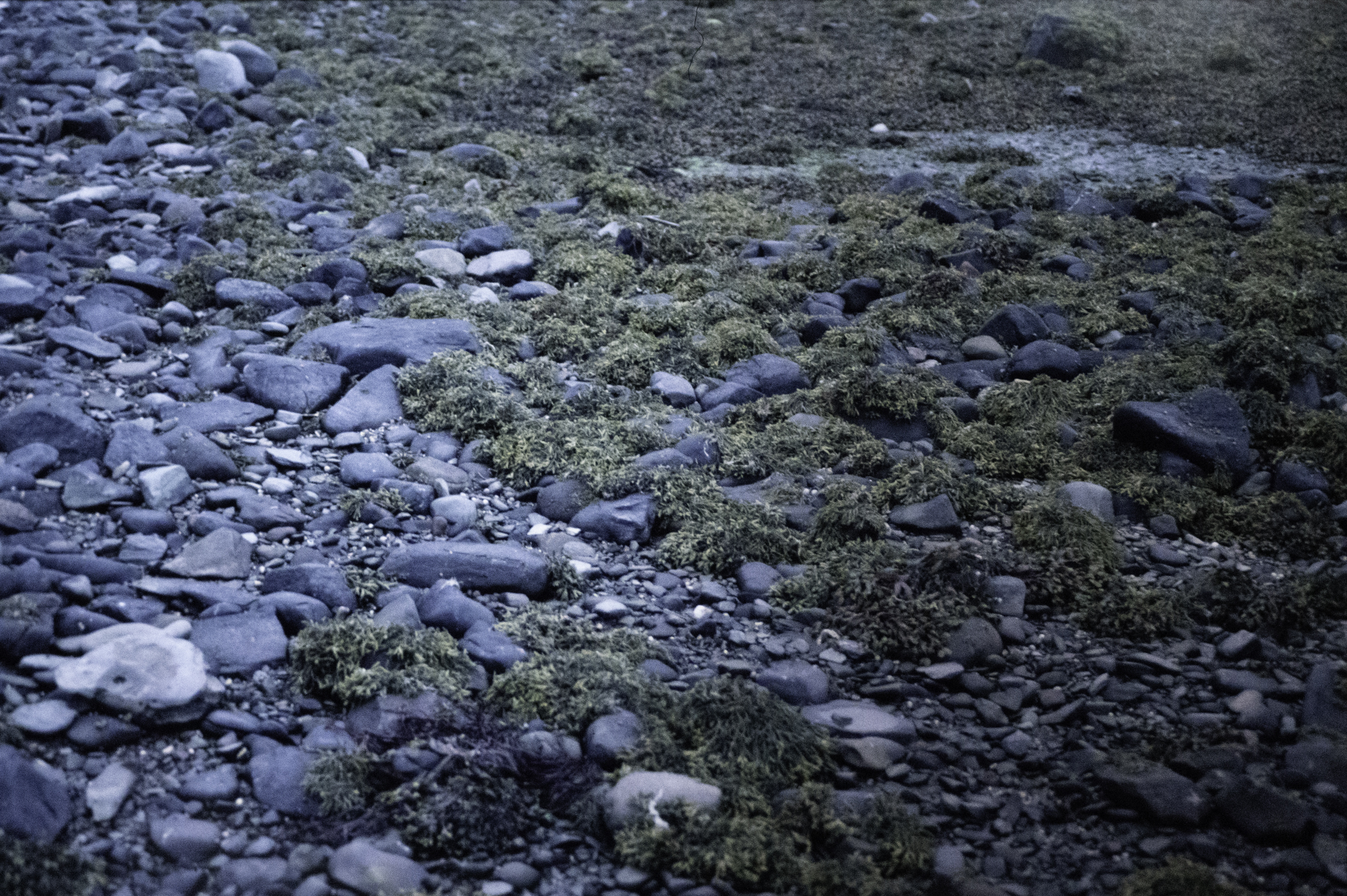 . Site: Taggart Island, Strangford Lough. 