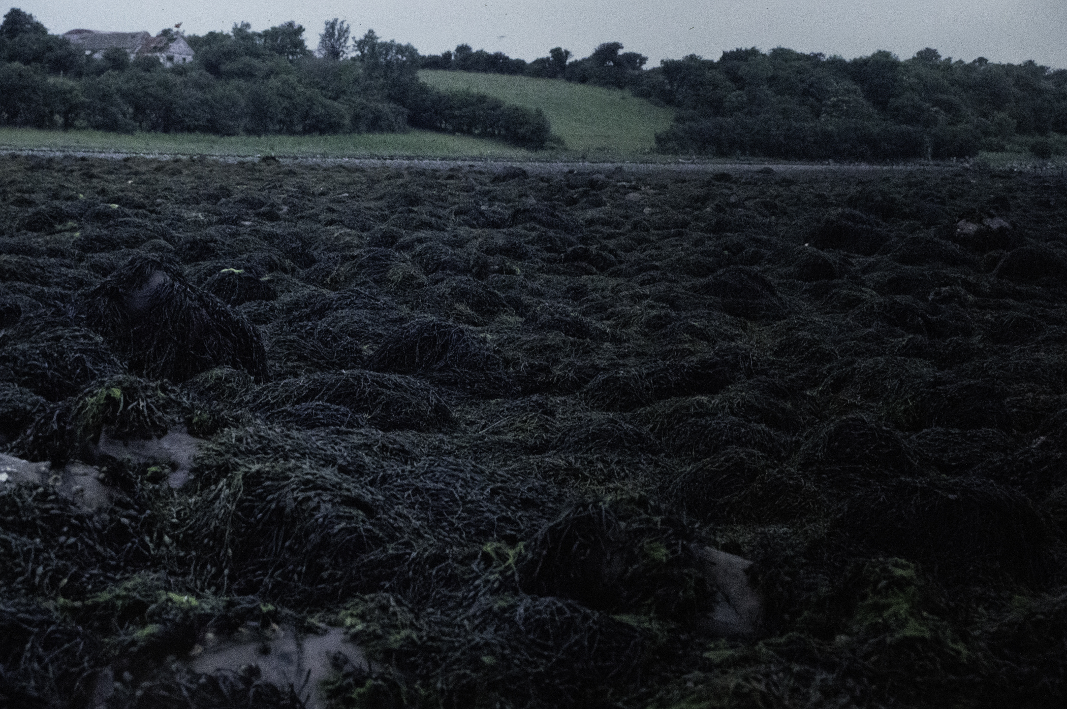 . Site: Taggart Island, Strangford Lough. 