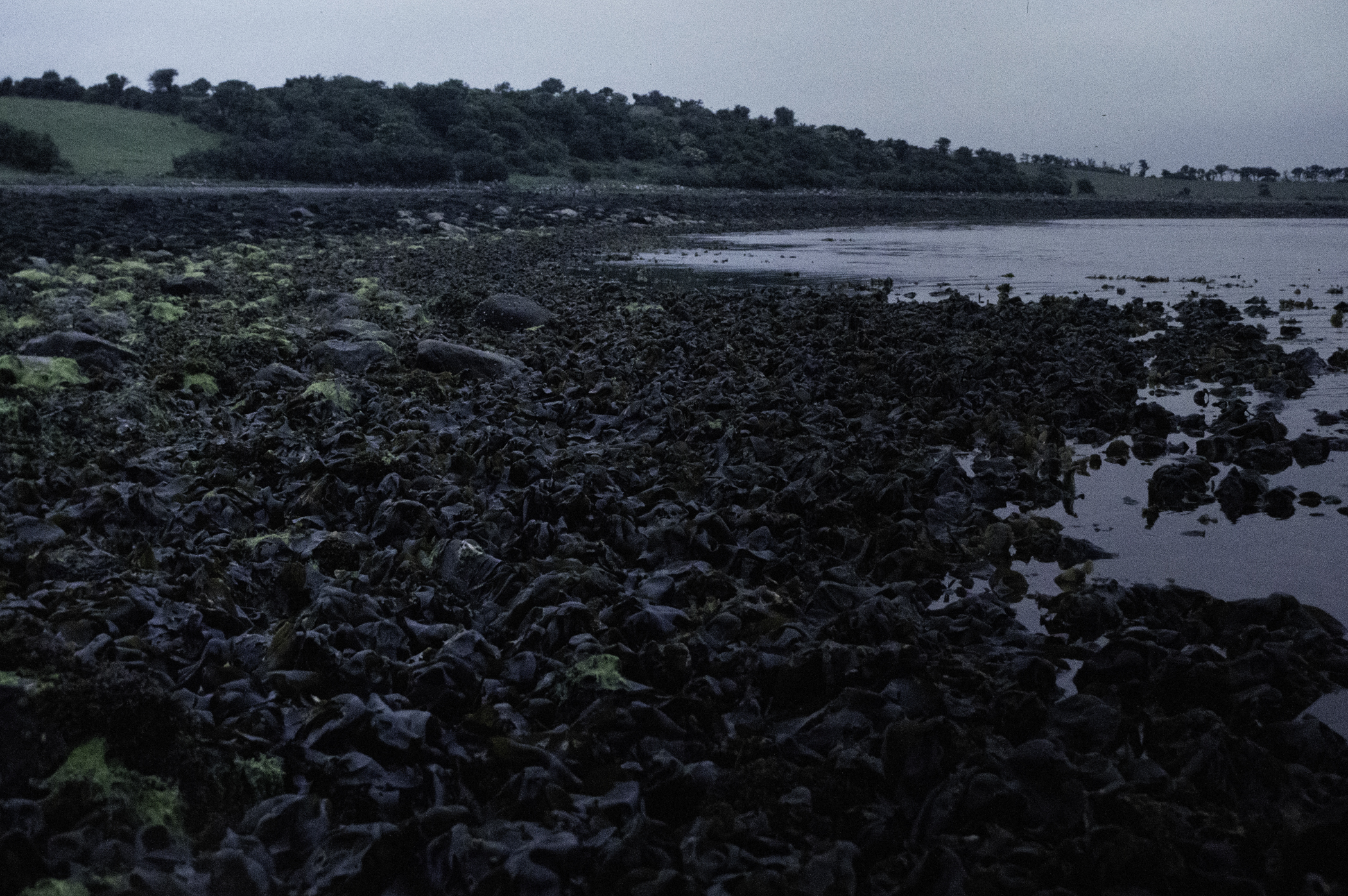 . Site: Taggart Island, Strangford Lough. 