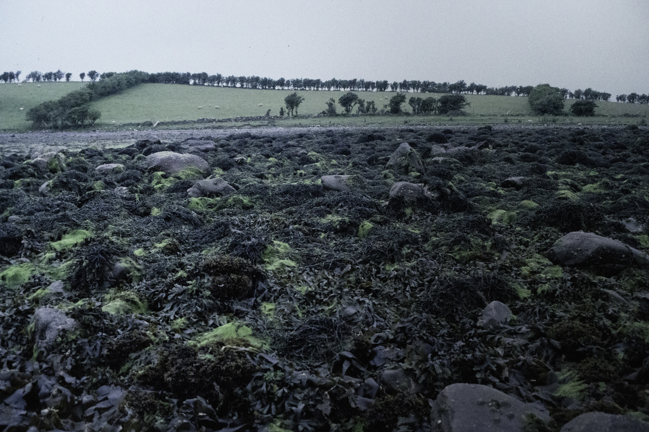 . Site: Taggart Island, Strangford Lough. 