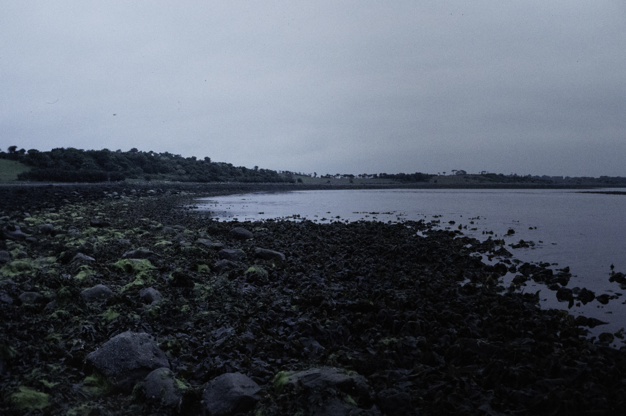 . Site: Taggart Island, Strangford Lough. 