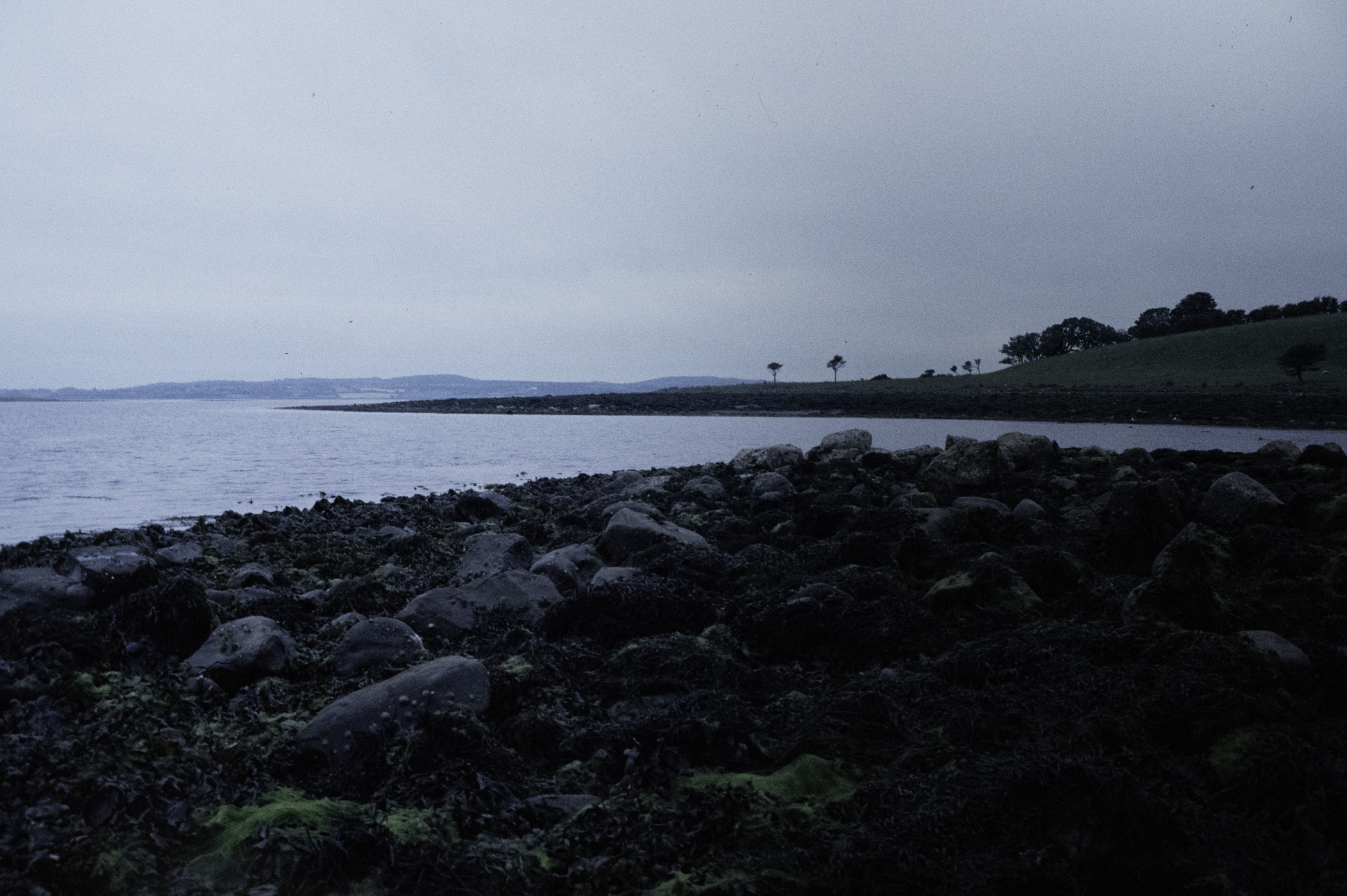 . Site: Taggart Island, Strangford Lough. 