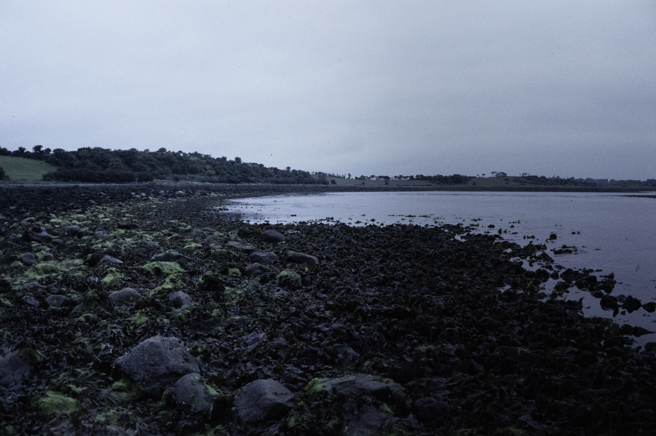 . Site: Taggart Island, Strangford Lough. 