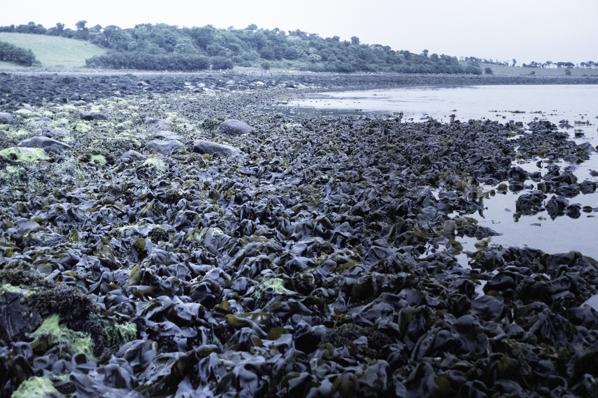 . Site: Taggart Island, Strangford Lough. 