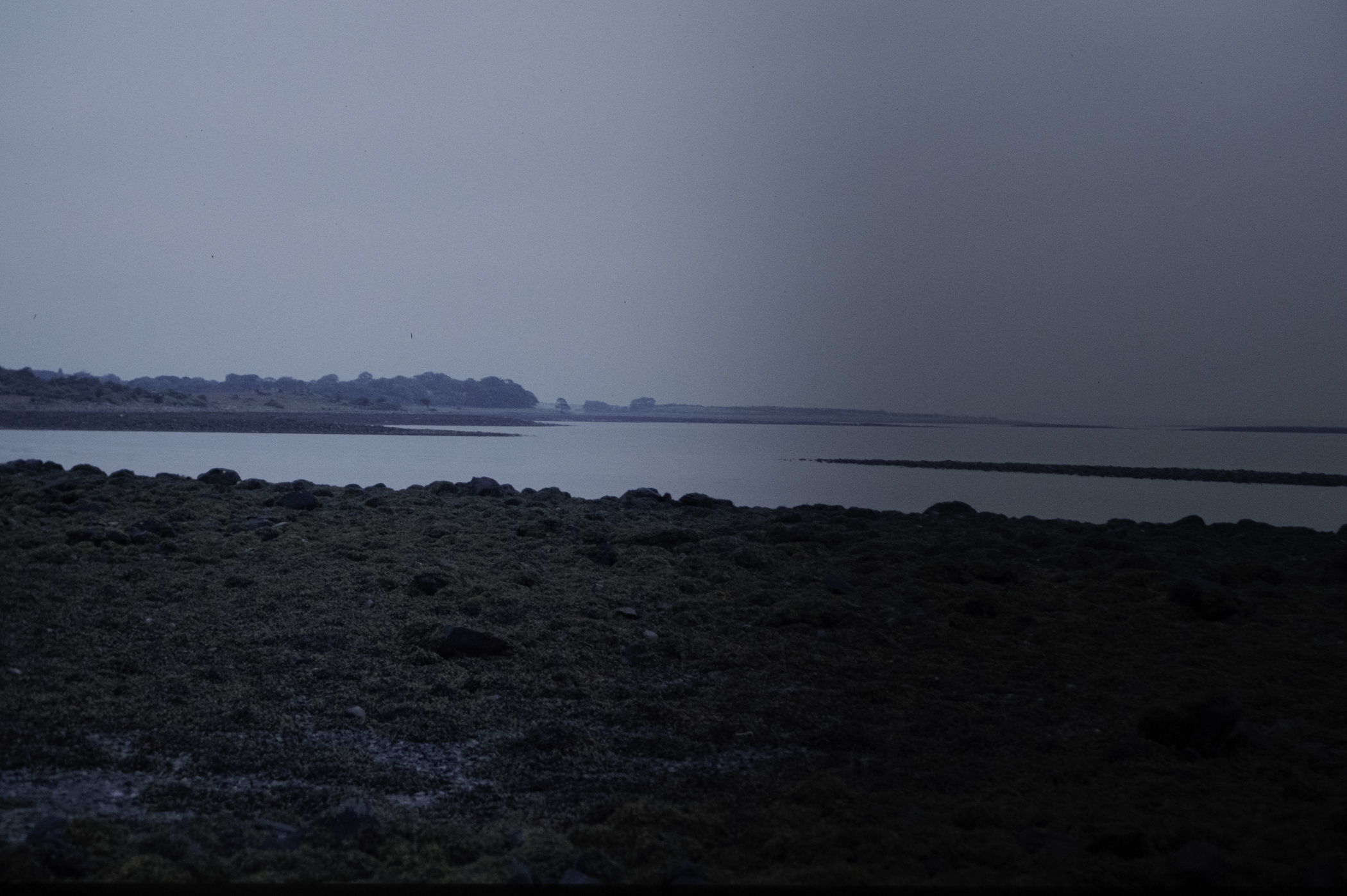 . Site: Taggart Island, Strangford Lough. 