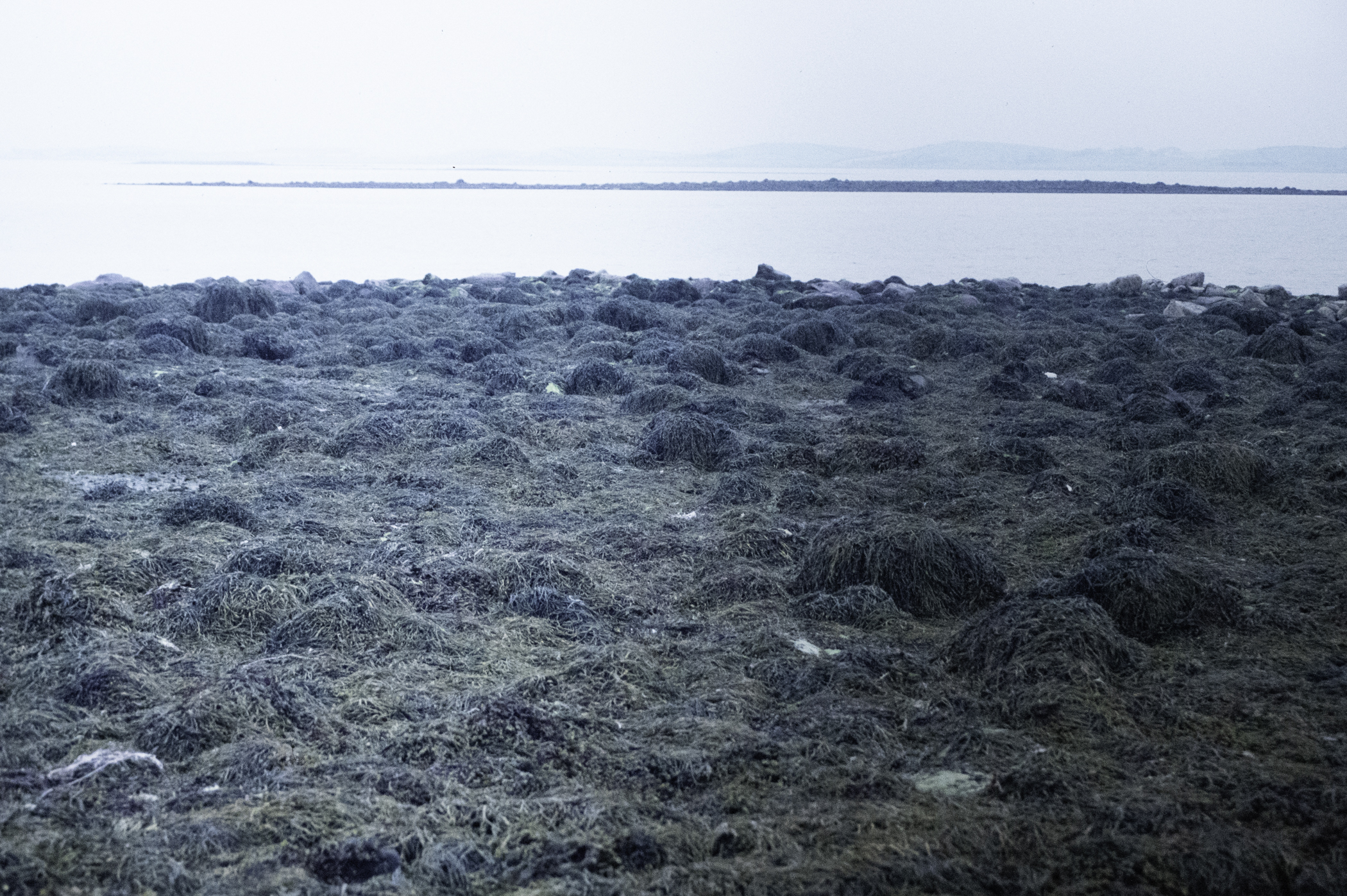 . Site: Taggart Island, Strangford Lough. 