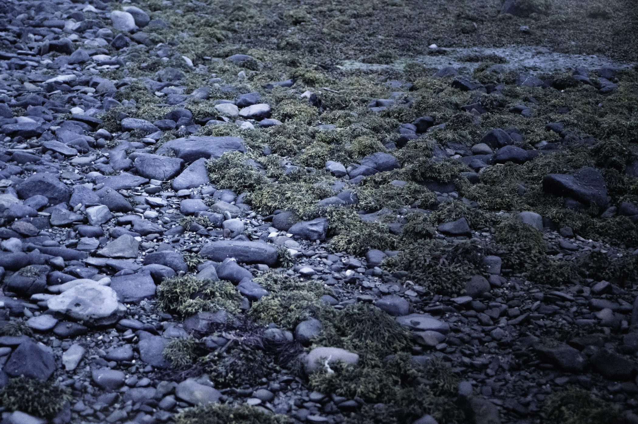 . Site: Taggart Island, Strangford Lough. 