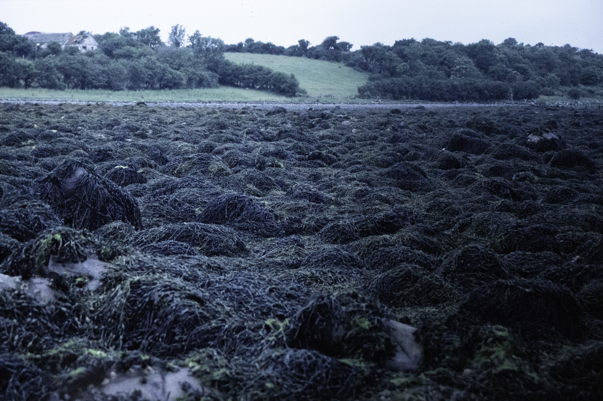 . Site: Taggart Island, Strangford Lough. 