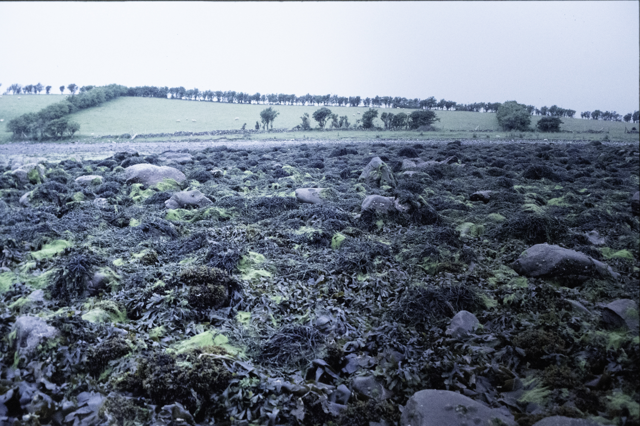 . Site: Taggart Island, Strangford Lough. 