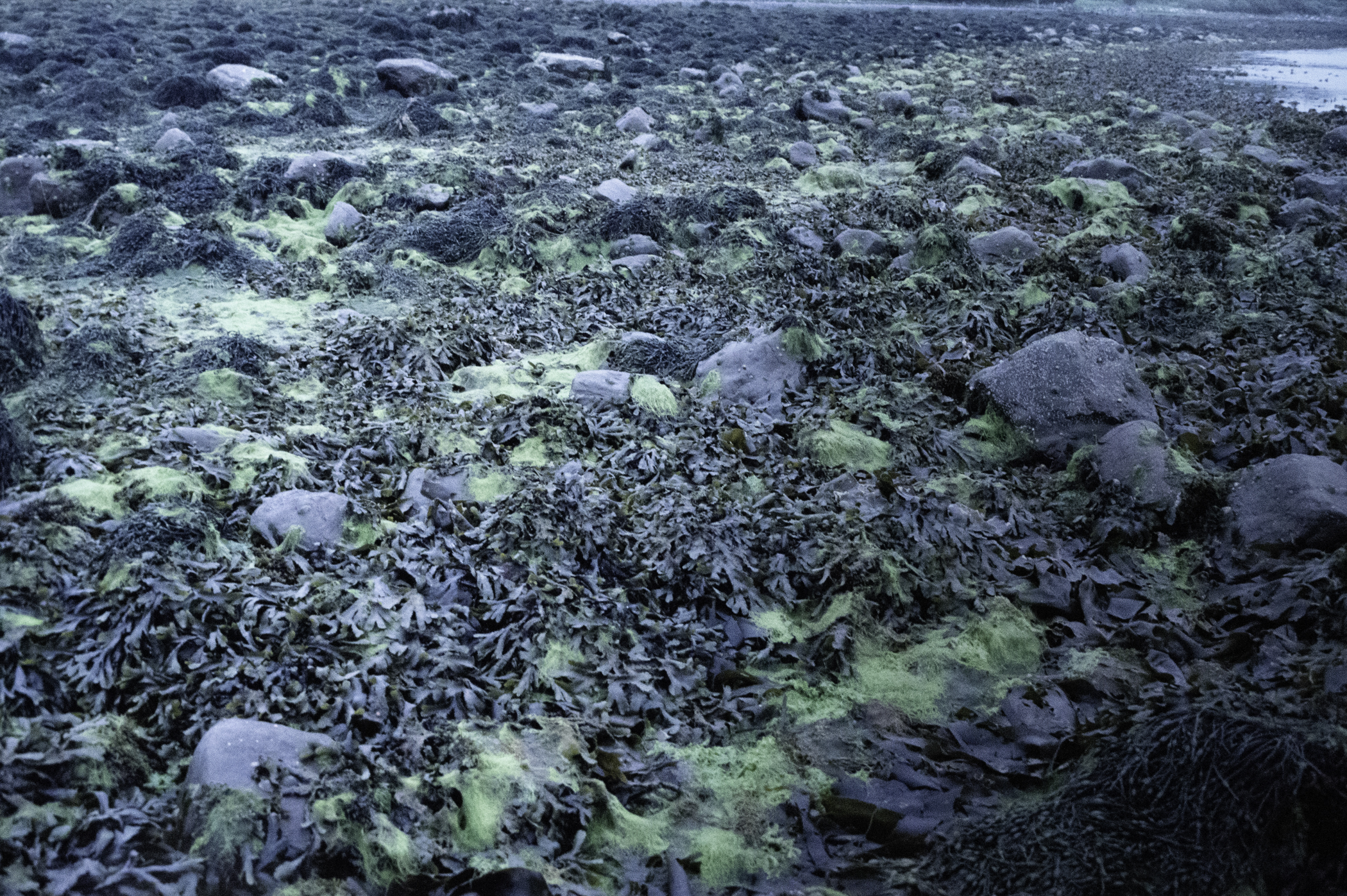 . Site: Taggart Island, Strangford Lough. 