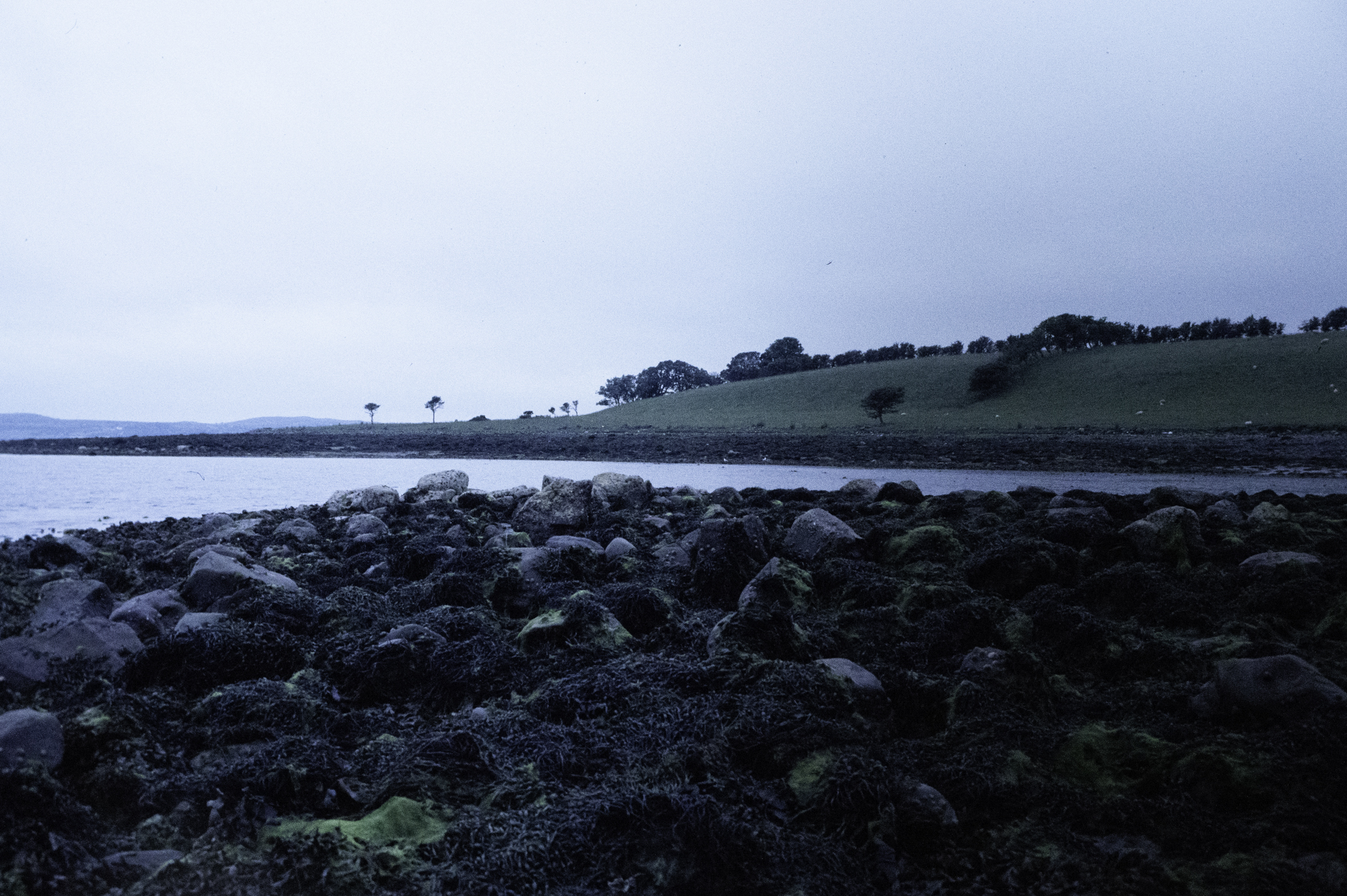 . Site: Taggart Island, Strangford Lough. 