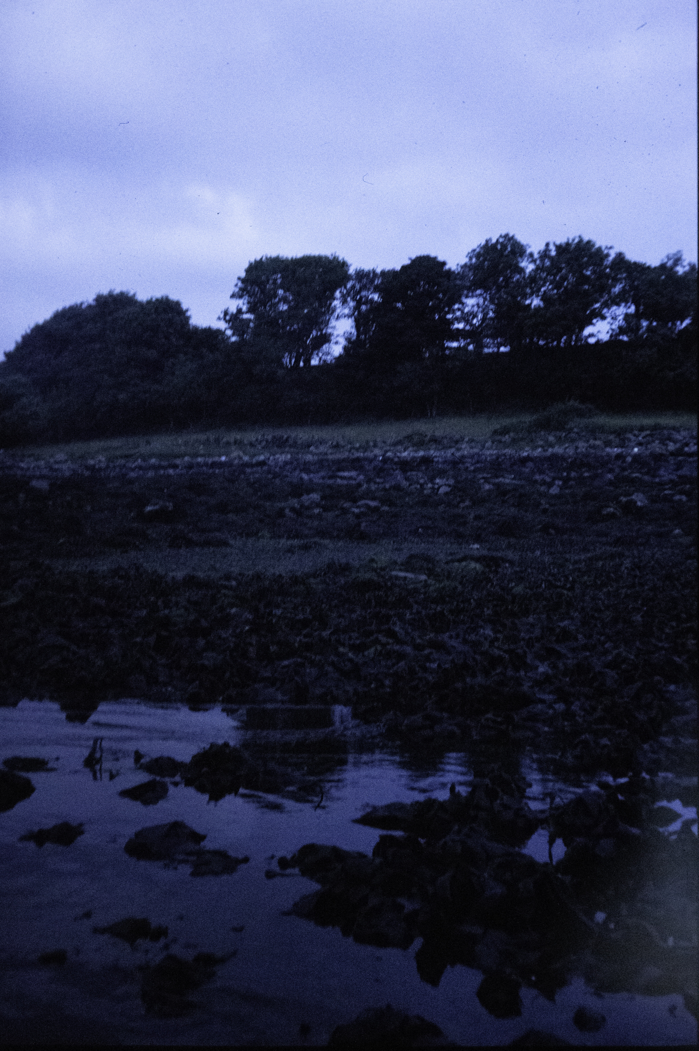 . Site: Taggart Island, Strangford Lough. 