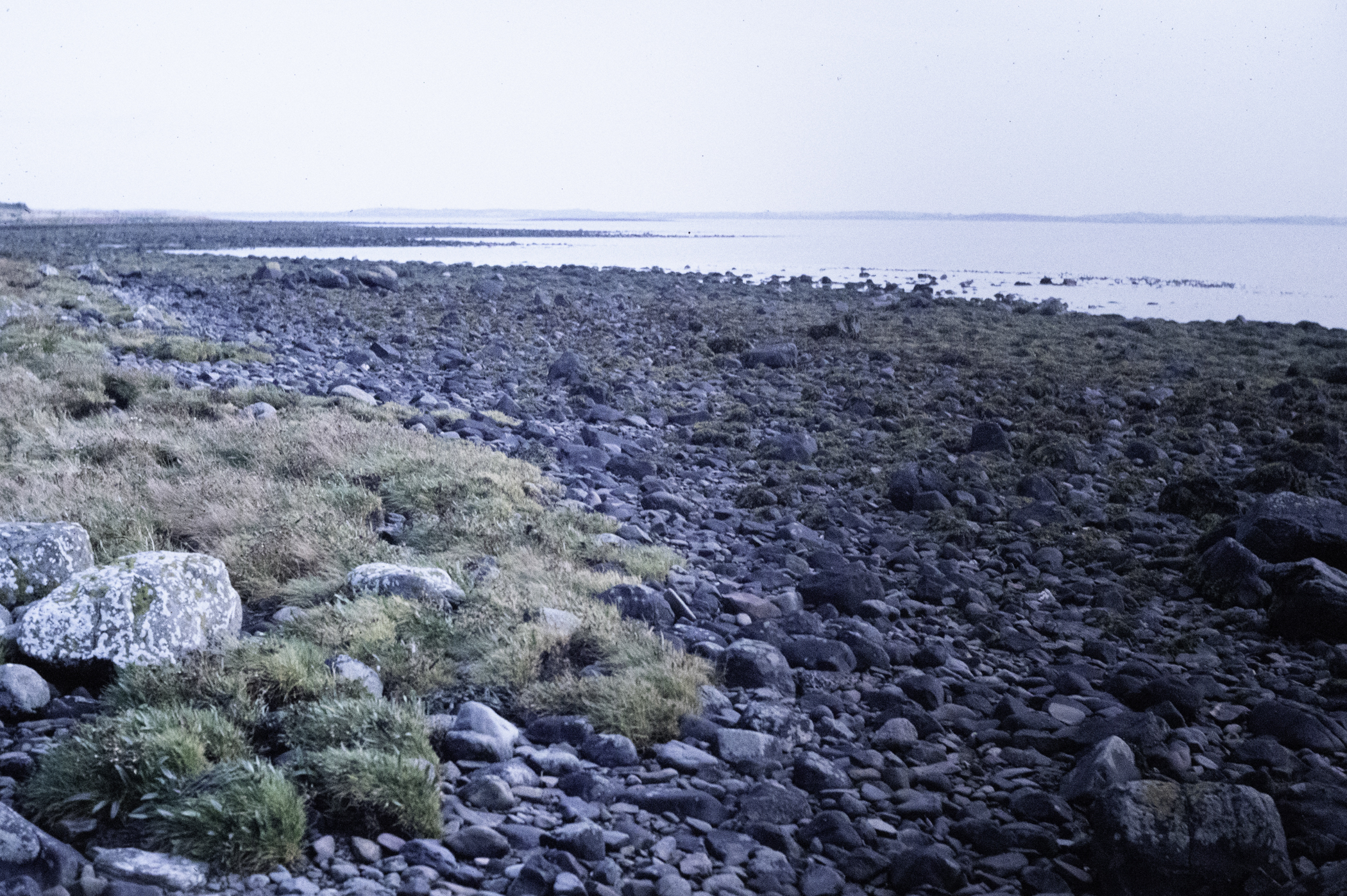 . Site: Pawle Island, Strangford Lough. 