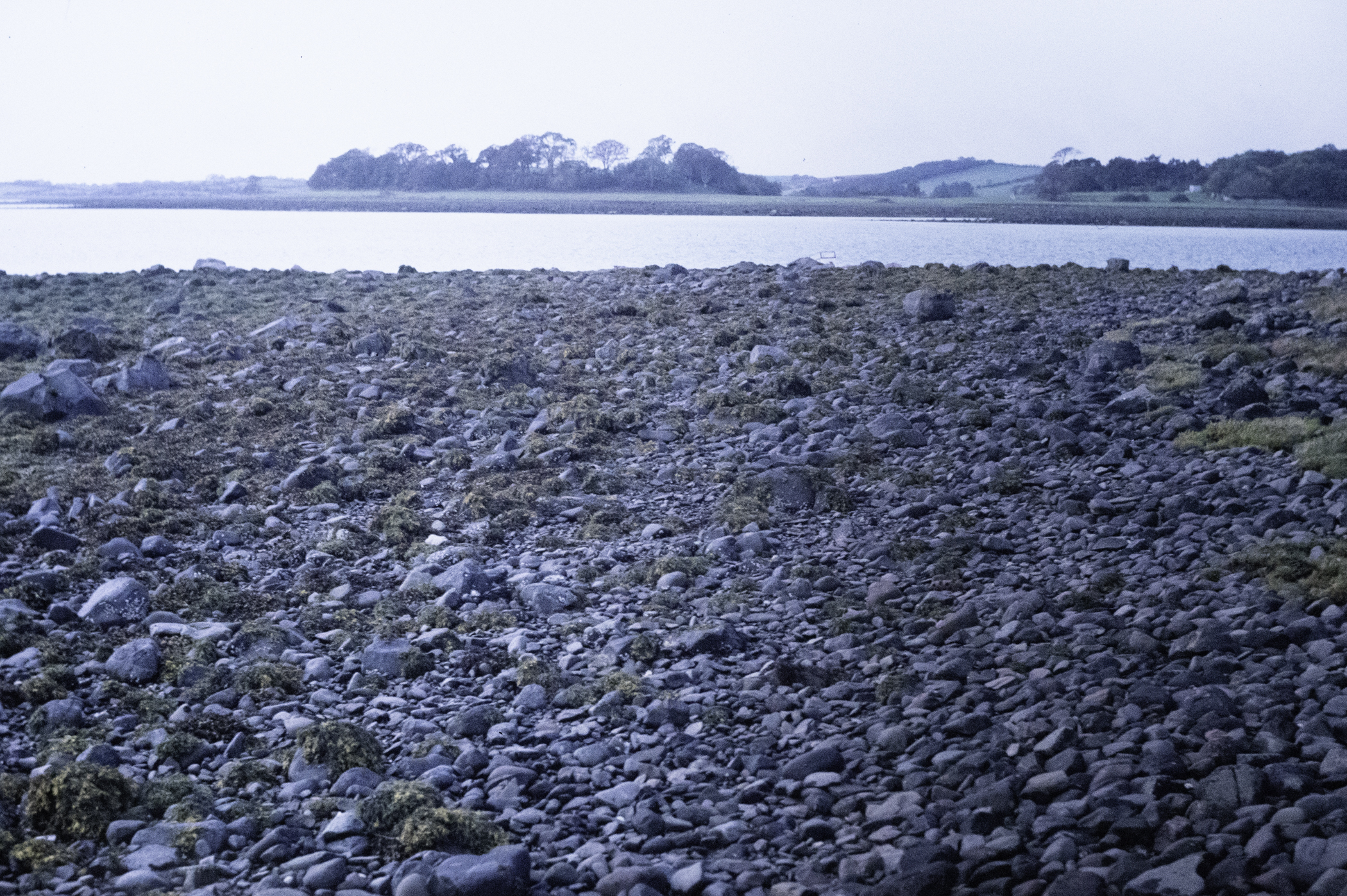 . Site: Pawle Island, Strangford Lough. 