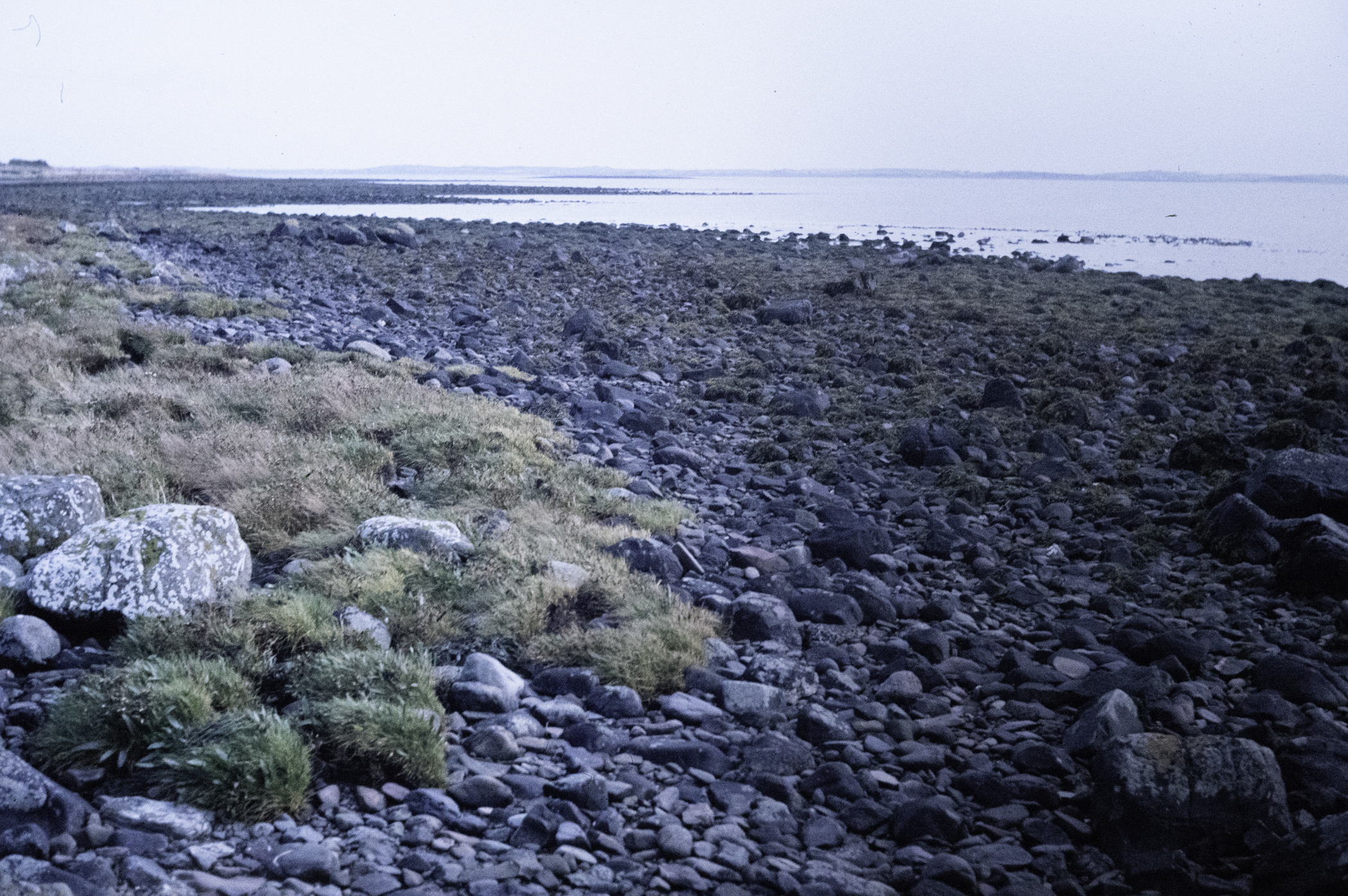 . Site: Pawle Island, Strangford Lough. 