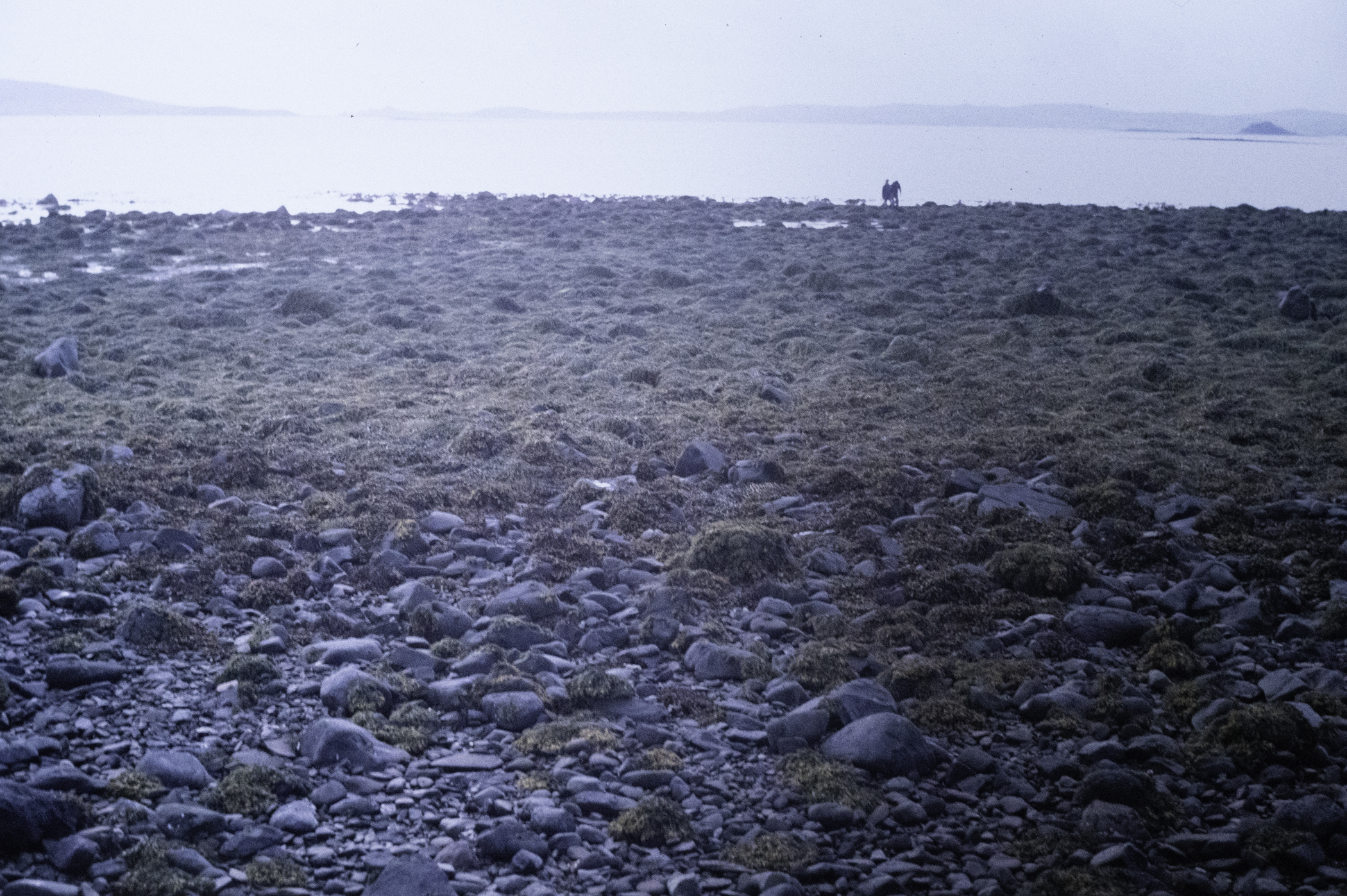 . Site: Pawle Island, Strangford Lough. 