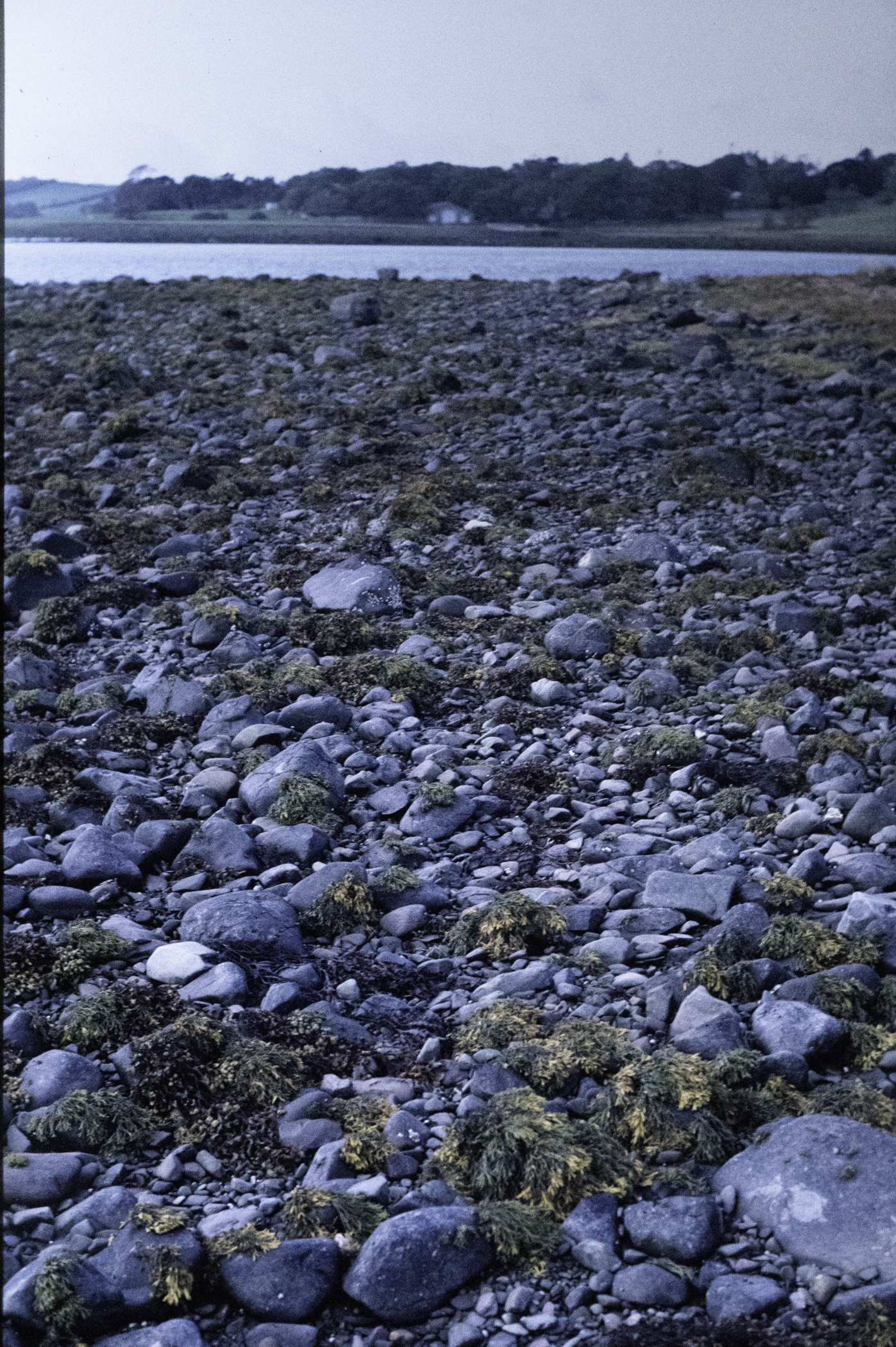 . Site: Pawle Island, Strangford Lough. 