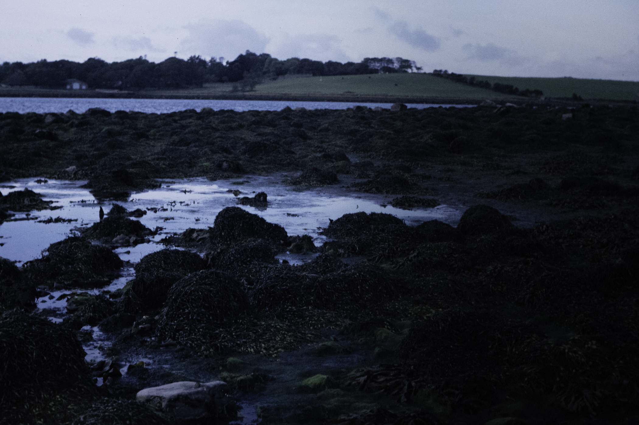 . Site: Pawle Island, Strangford Lough. 