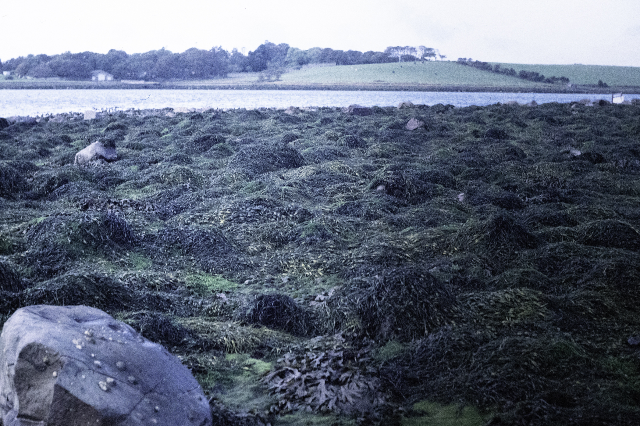 . Site: Pawle Island, Strangford Lough. 