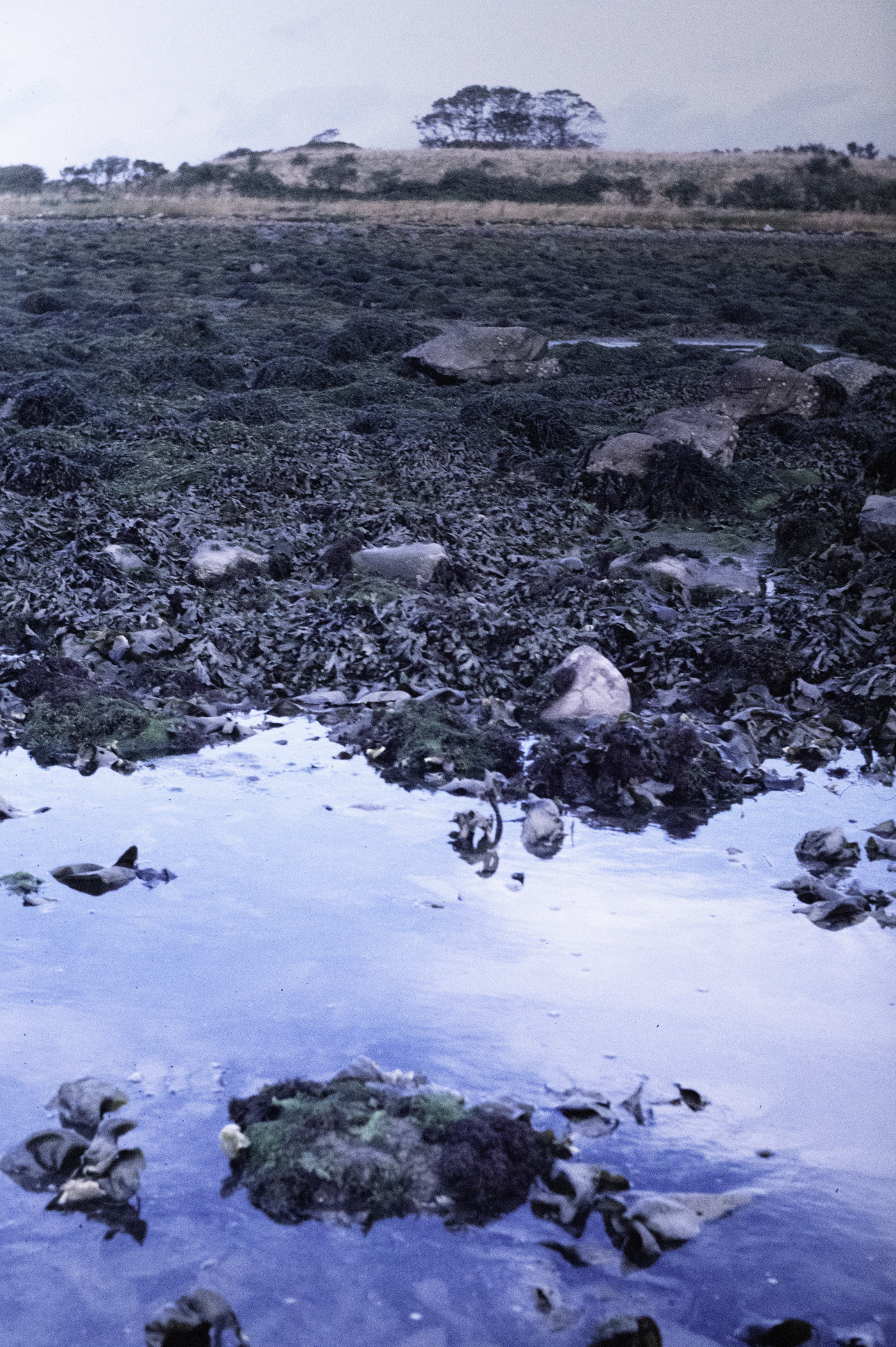 . Site: Pawle Island, Strangford Lough. 