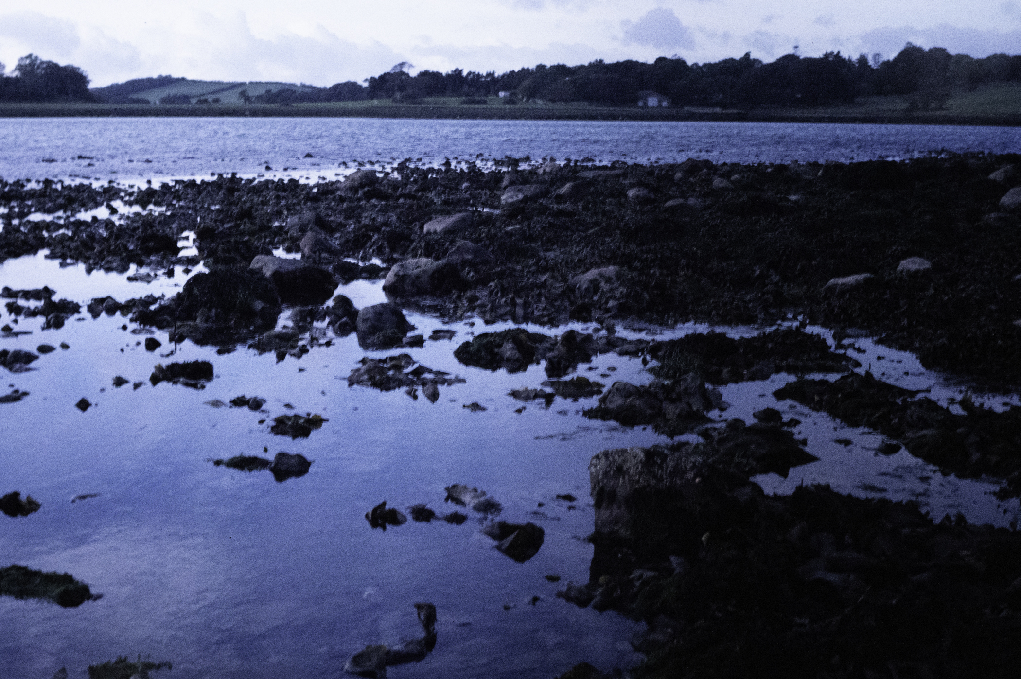 . Site: Pawle Island, Strangford Lough. 