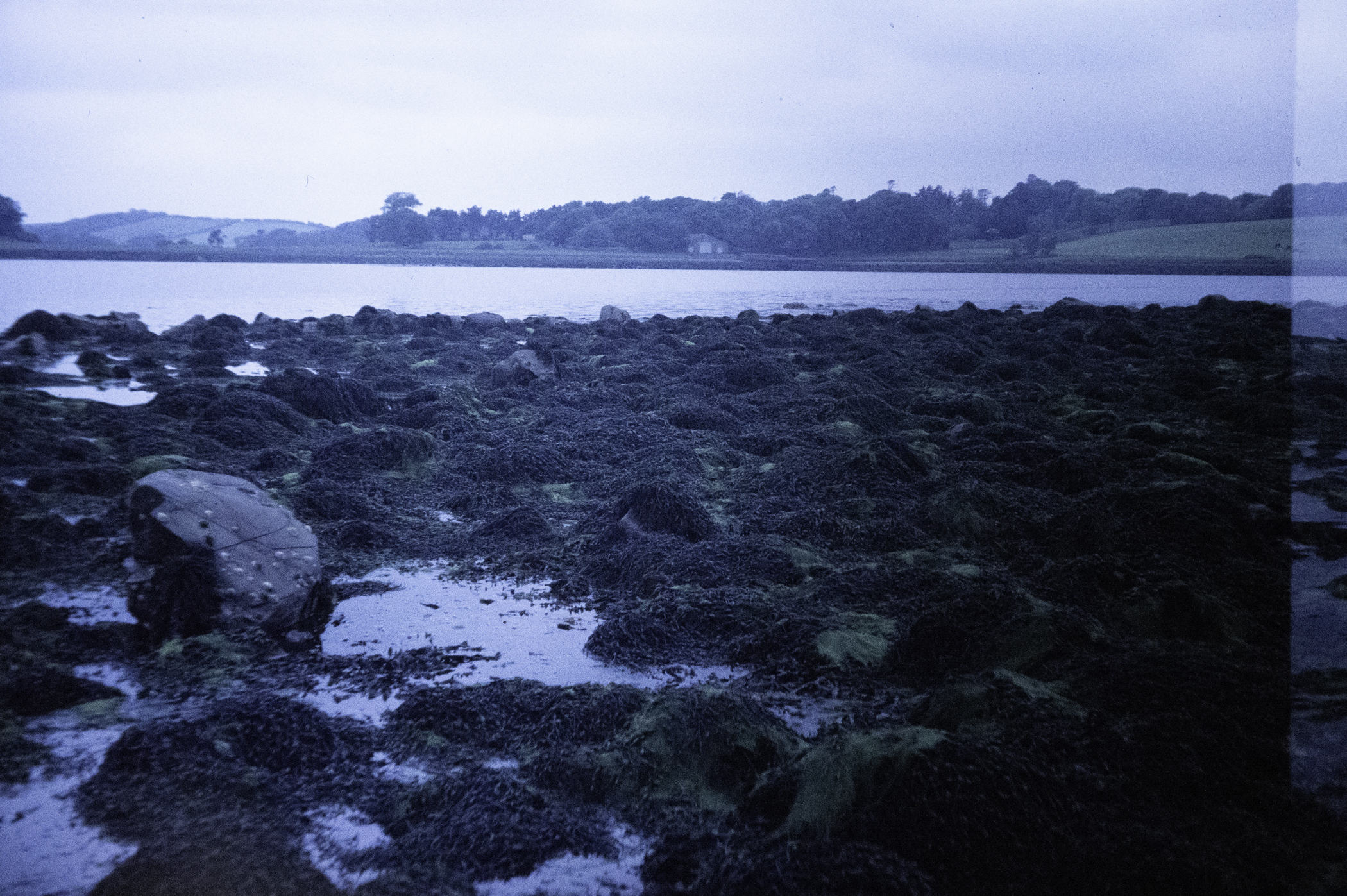 . Site: Pawle Island, Strangford Lough. 