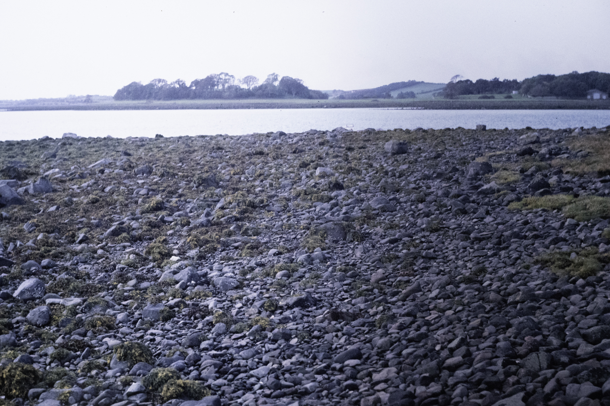 . Site: Pawle Island, Strangford Lough. 