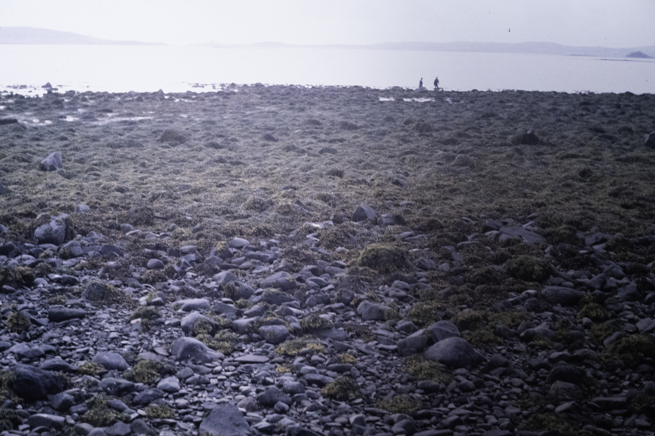 . Site: Pawle Island, Strangford Lough. 