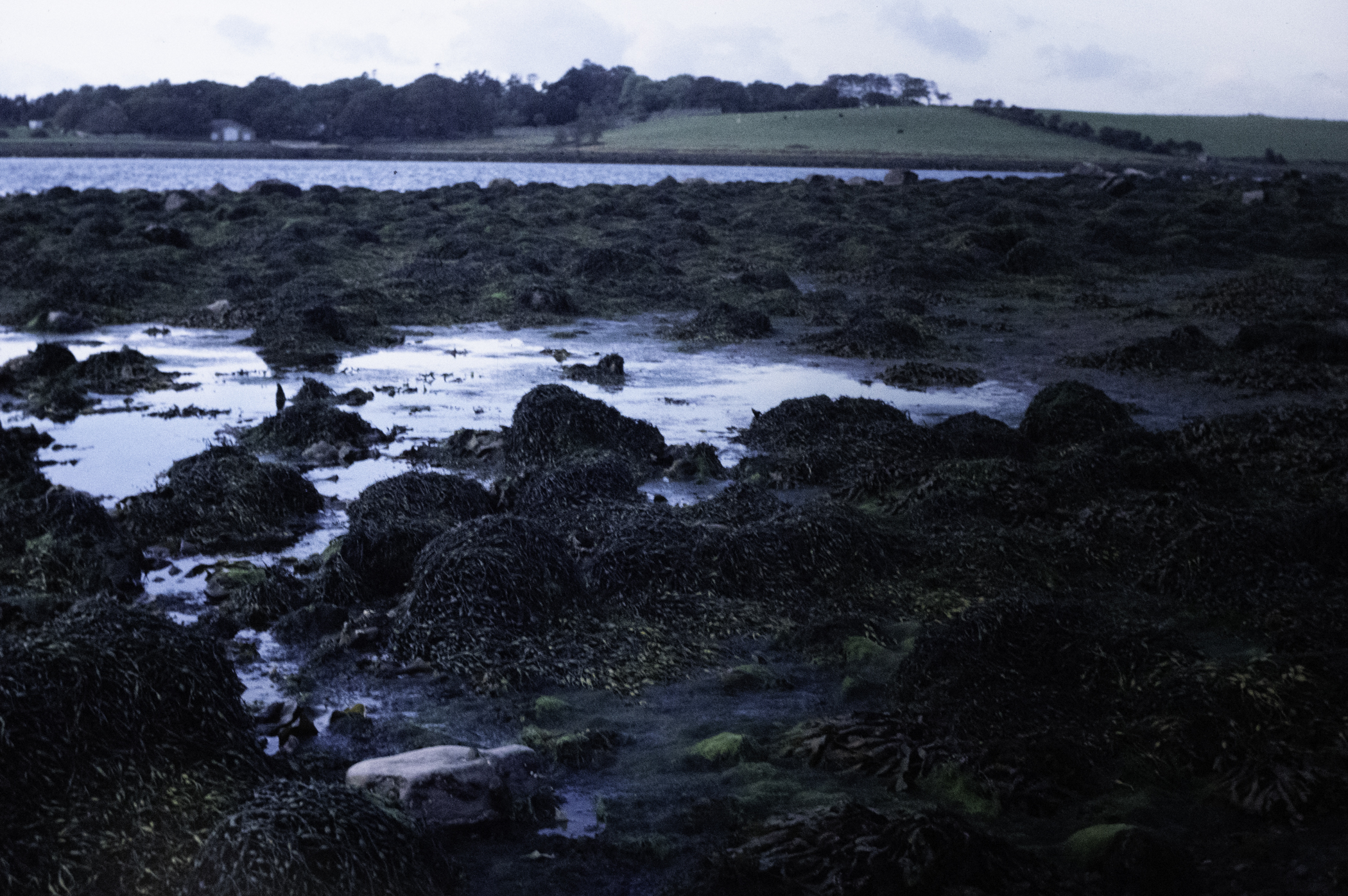 . Site: Pawle Island, Strangford Lough. 