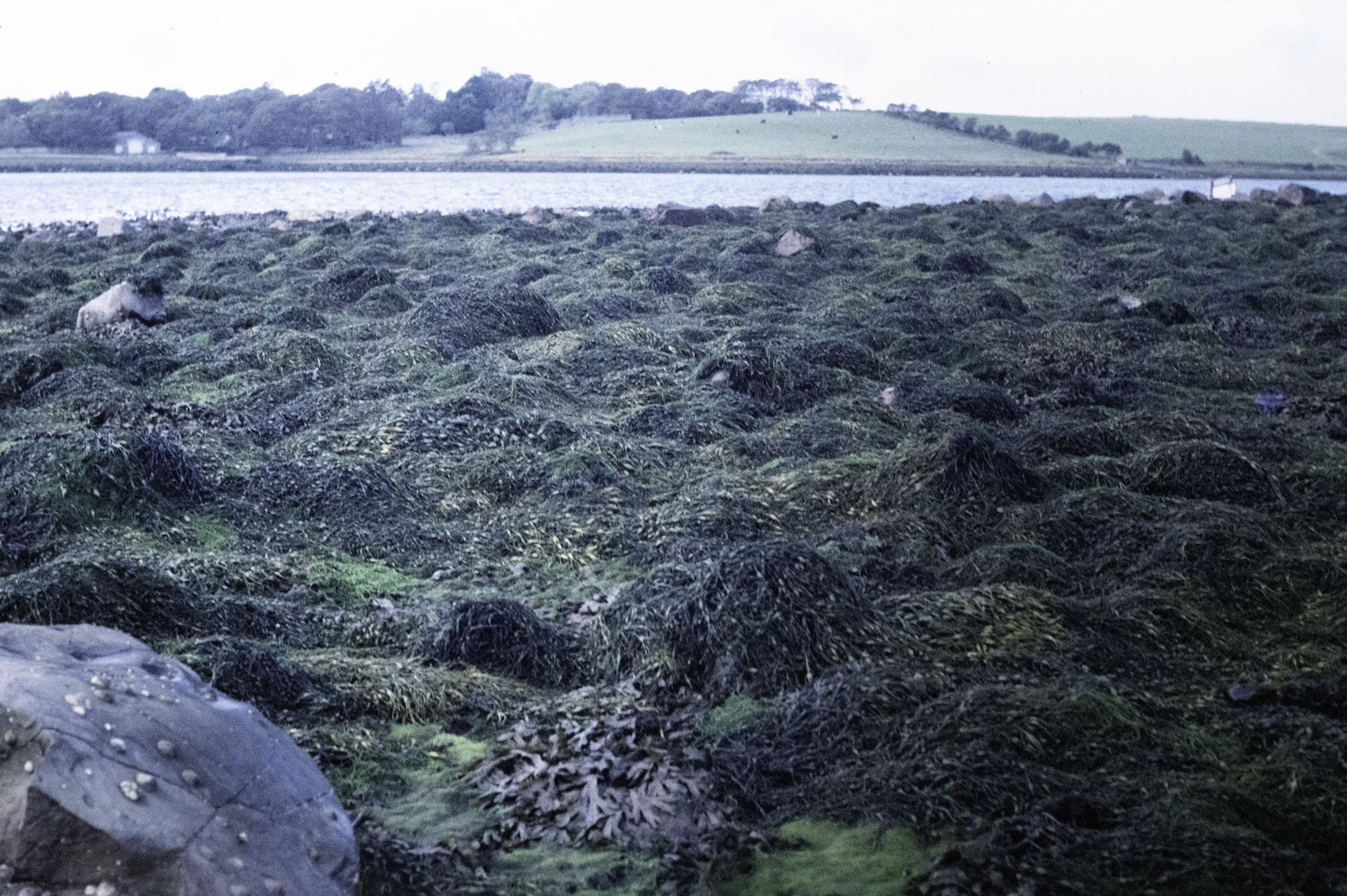 . Site: Pawle Island, Strangford Lough. 