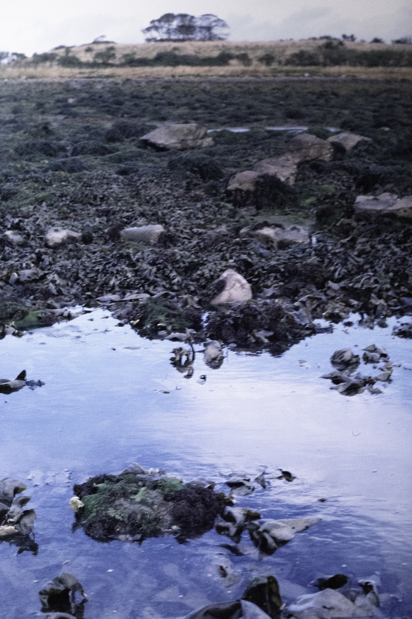 . Site: Pawle Island, Strangford Lough. 