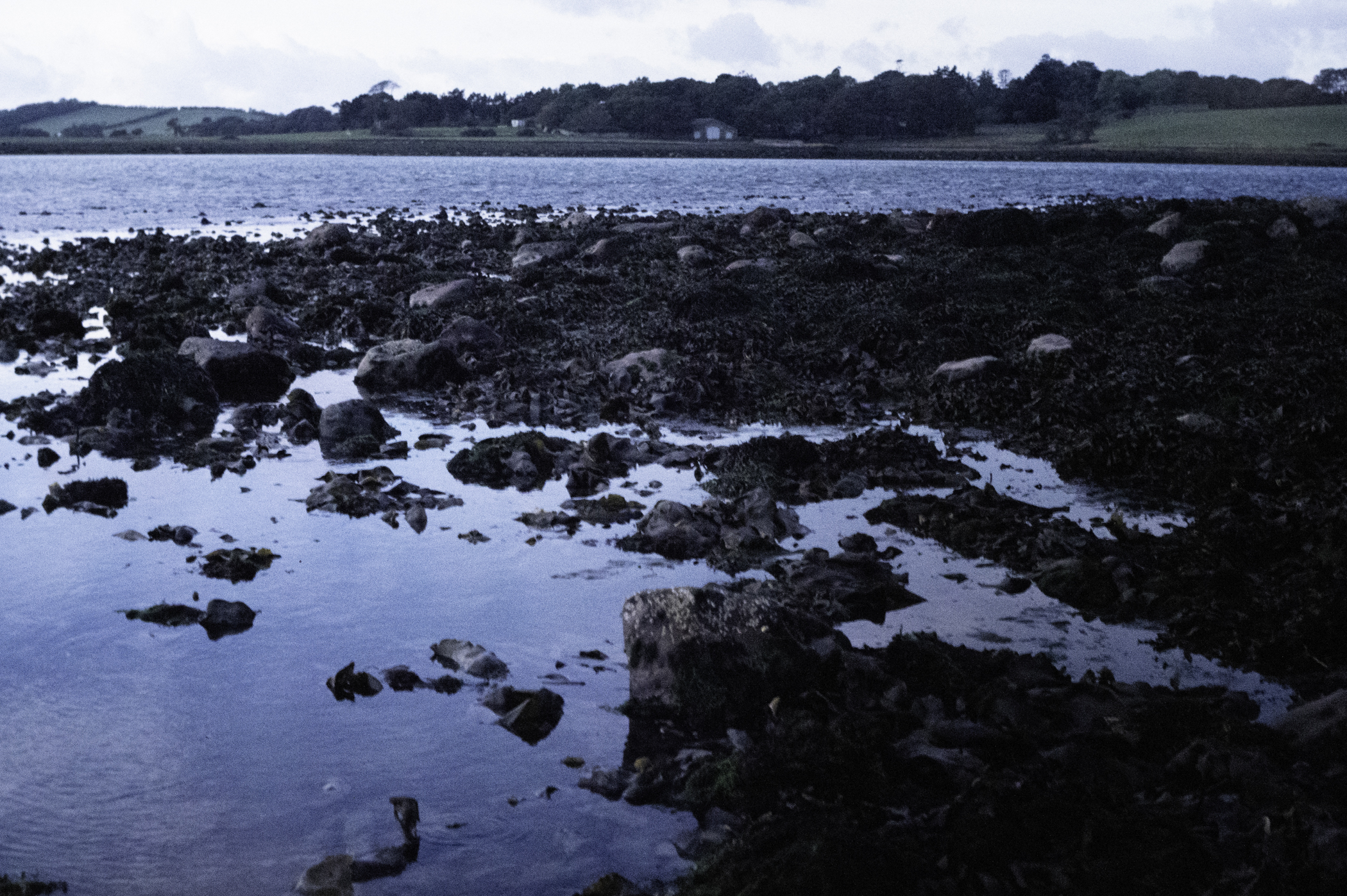 . Site: Pawle Island, Strangford Lough. 