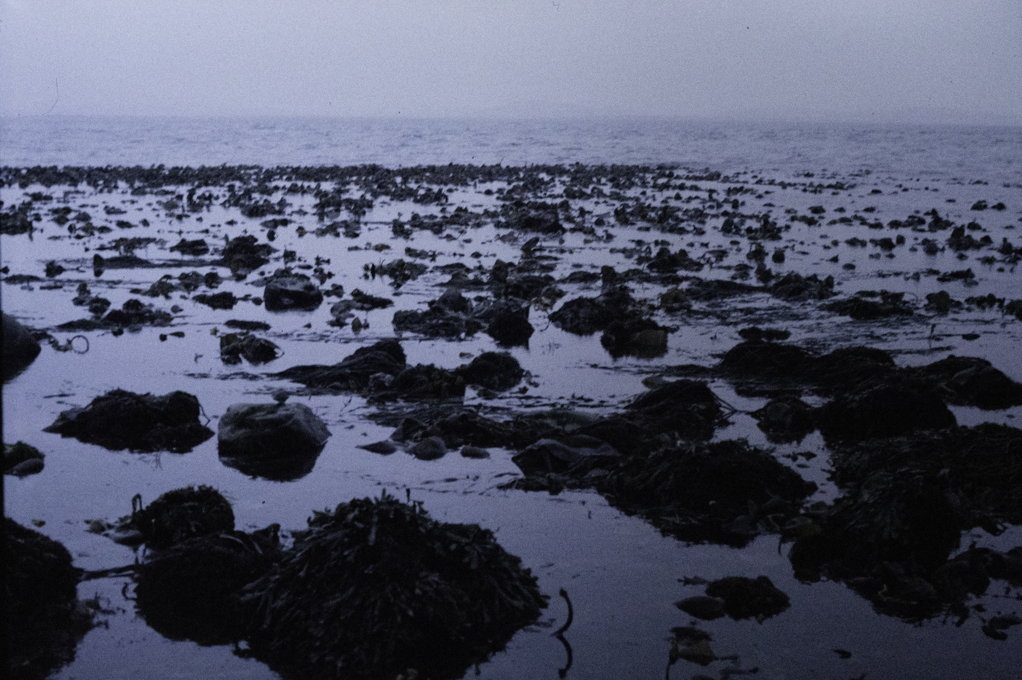 . Site: Long Sheelagh, Strangford Lough. 