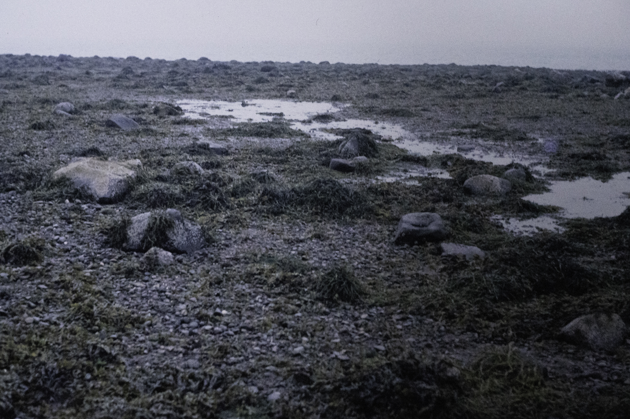 . Site: Long Sheelagh, Strangford Lough. 