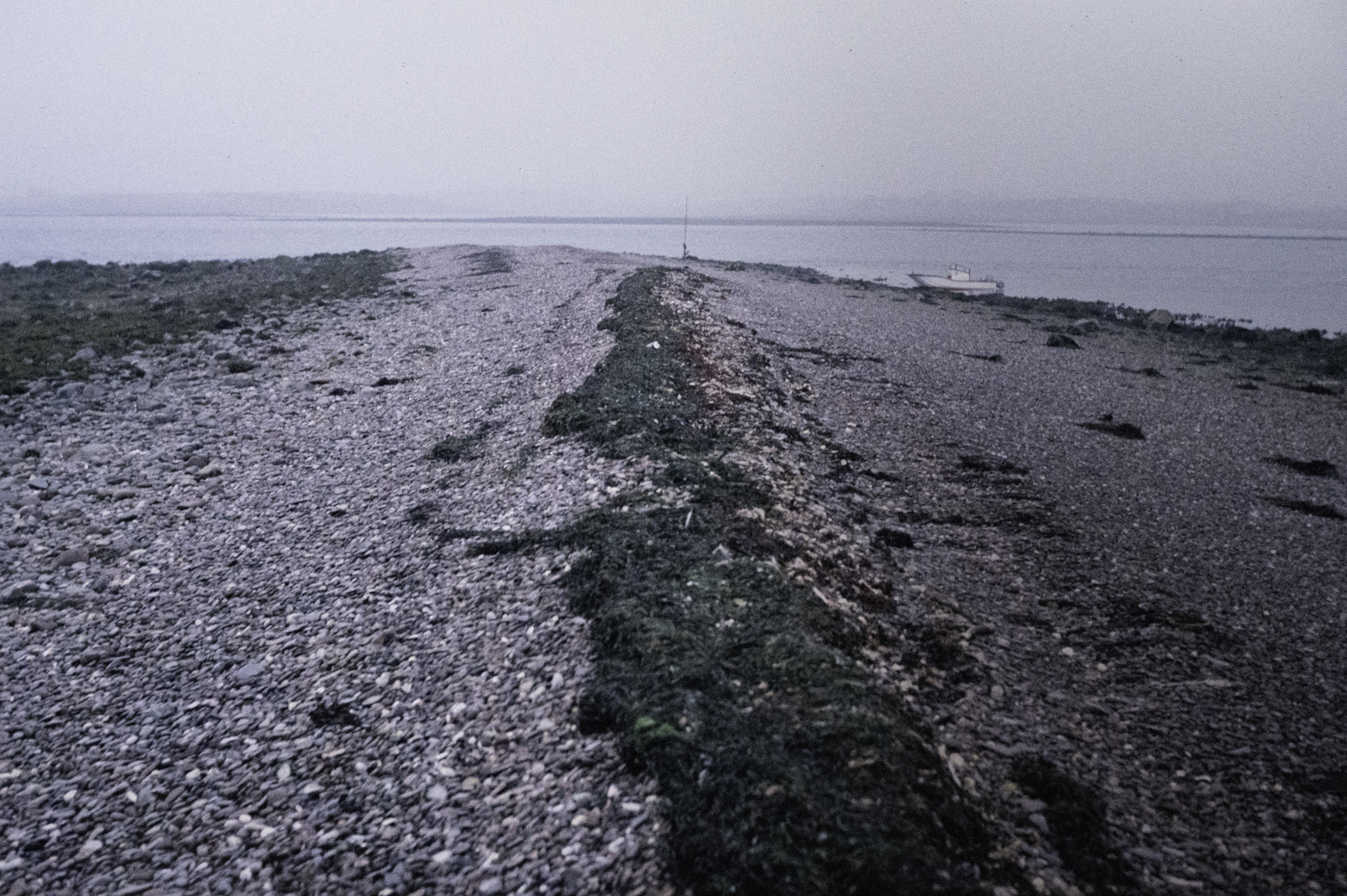 . Site: Long Sheelagh, Strangford Lough. 