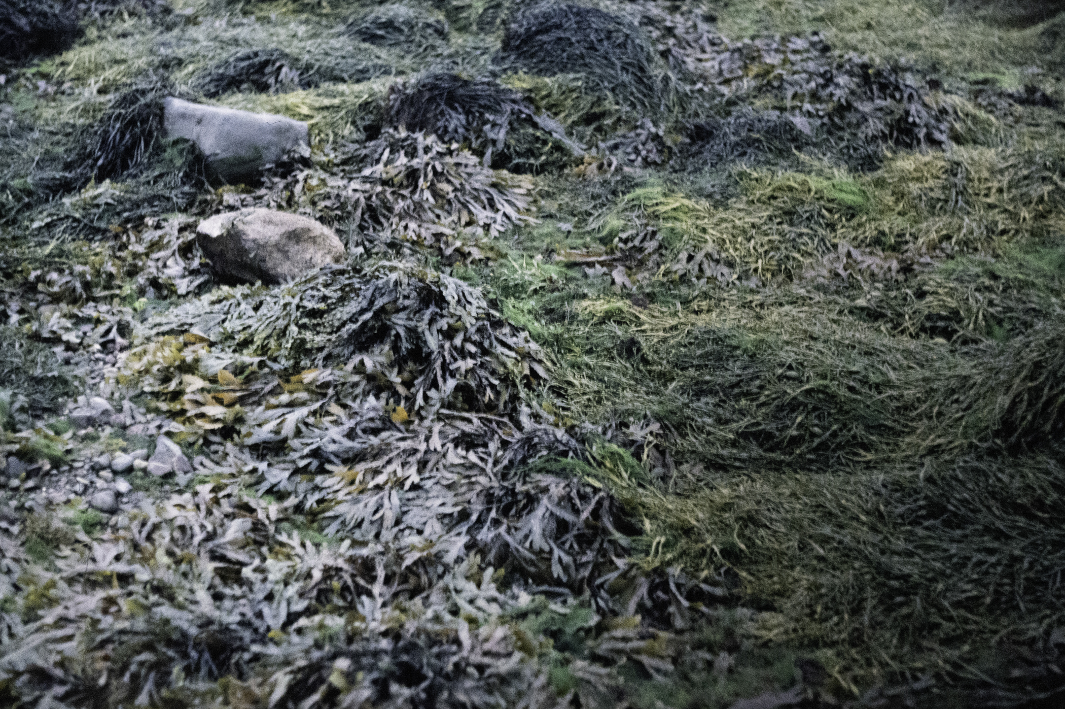 . Site: Long Sheelagh, Strangford Lough. 