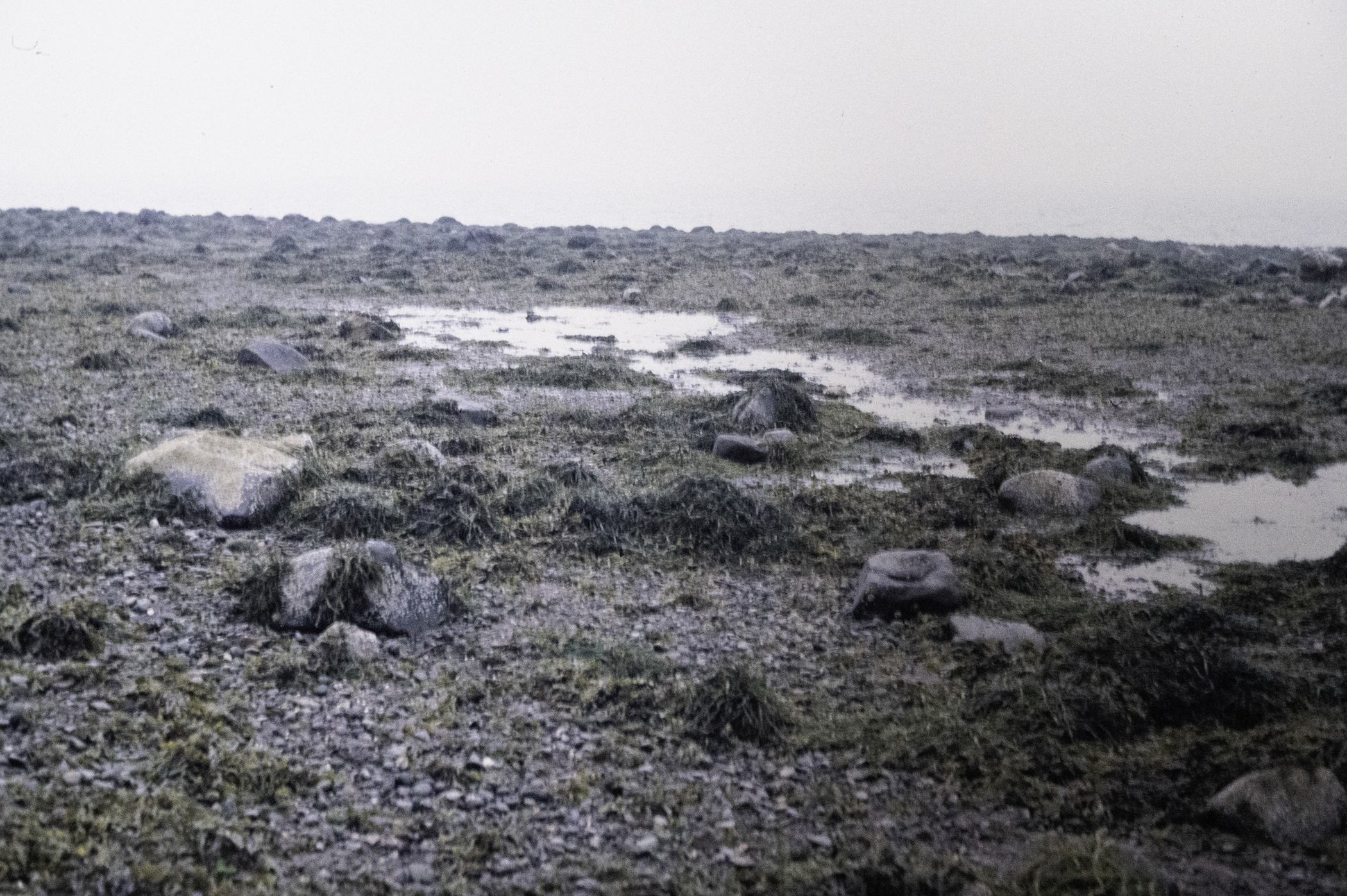 . Site: Long Sheelagh, Strangford Lough. 